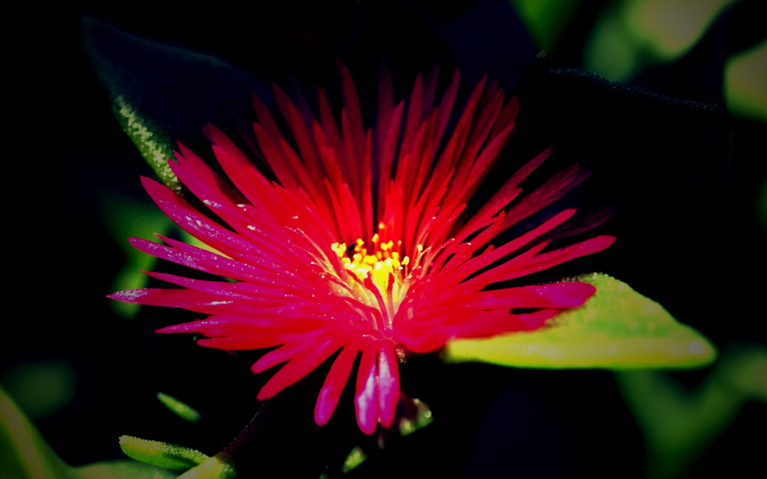 Чудесный цветок обои