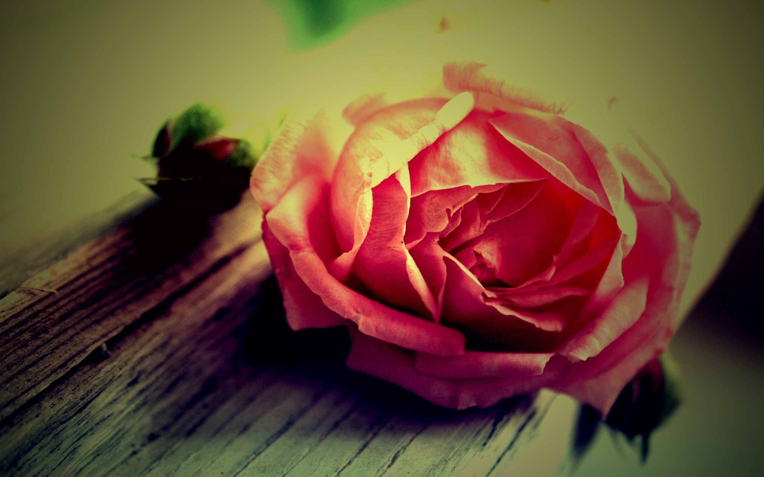 Бутон нежной розы обои