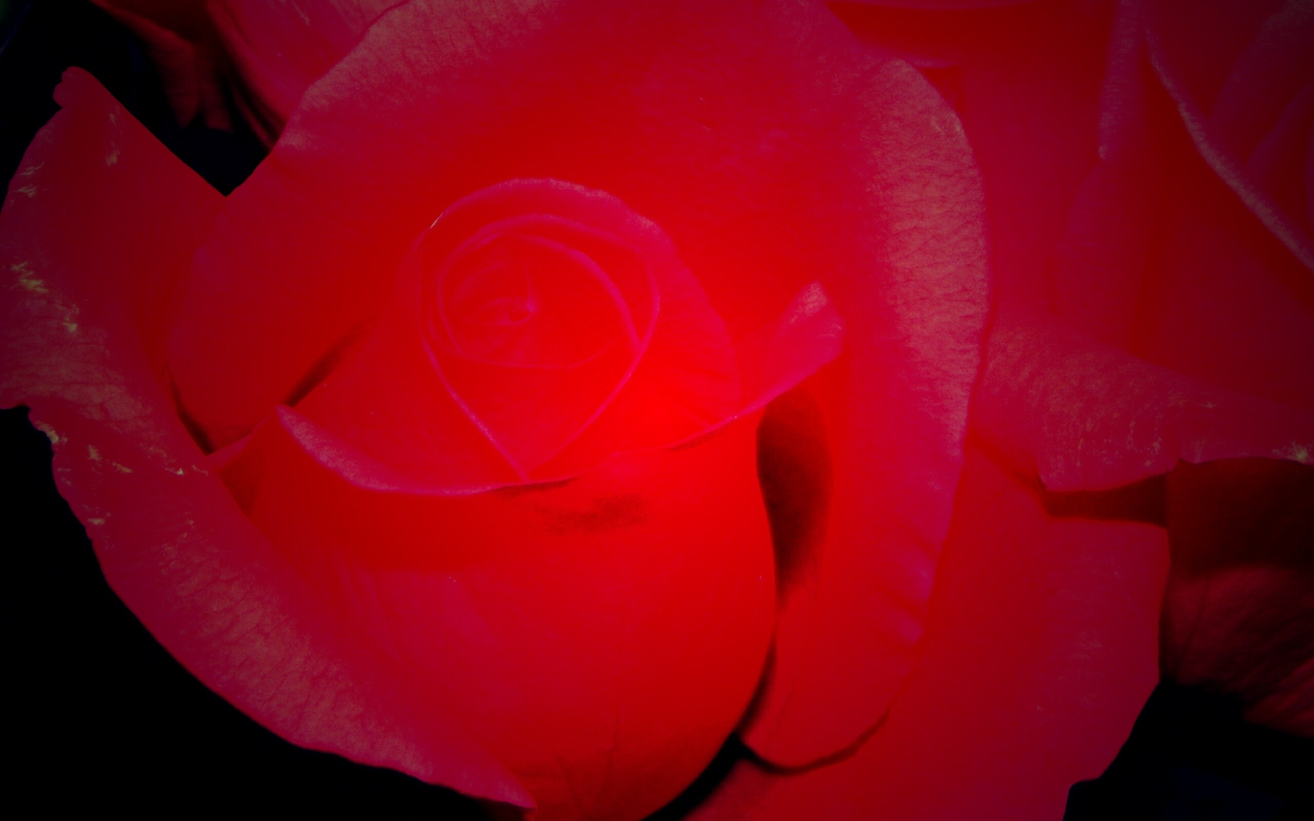 Бутон розы обои