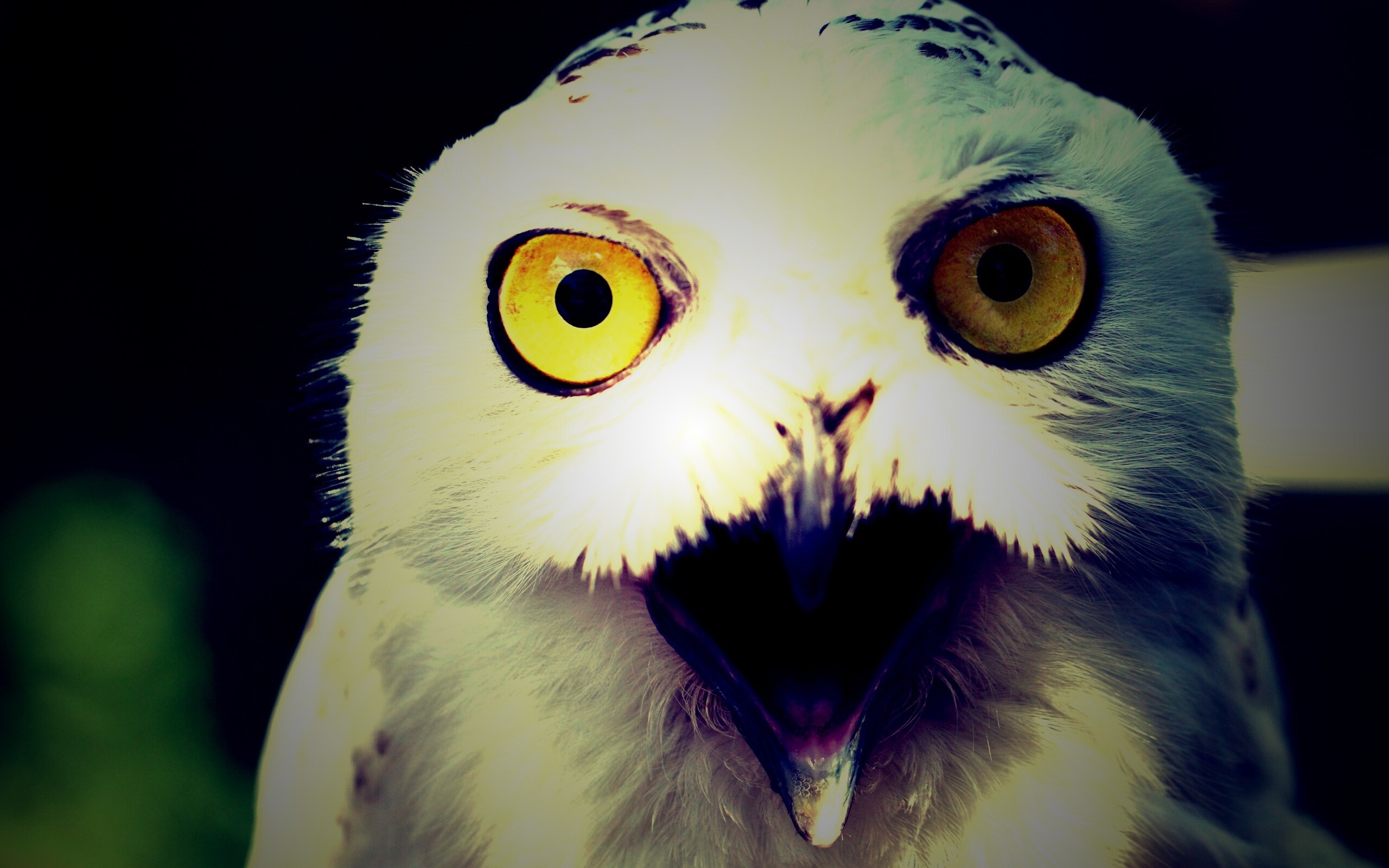 Сова в шоке! обои