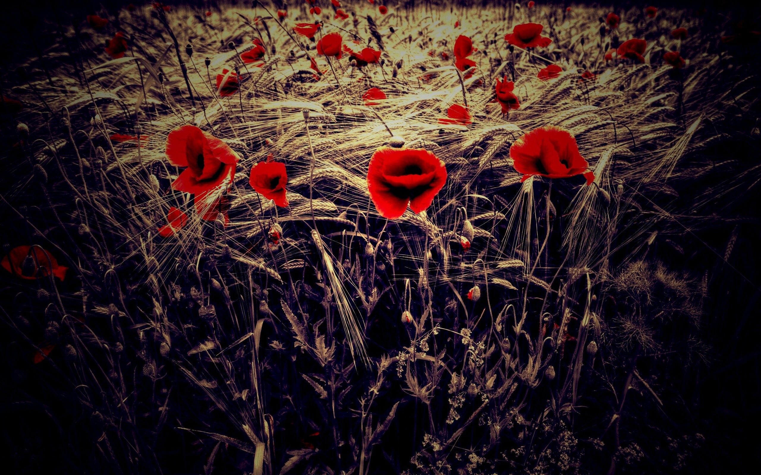 Красные маки обои