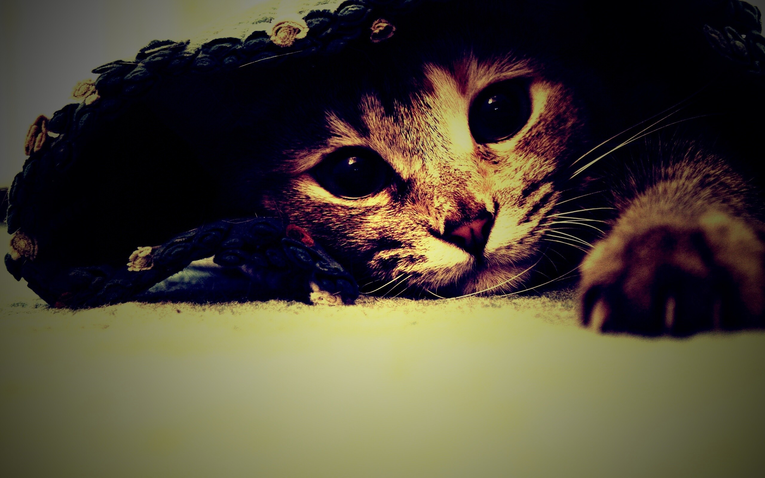 Кот под ковриком обои