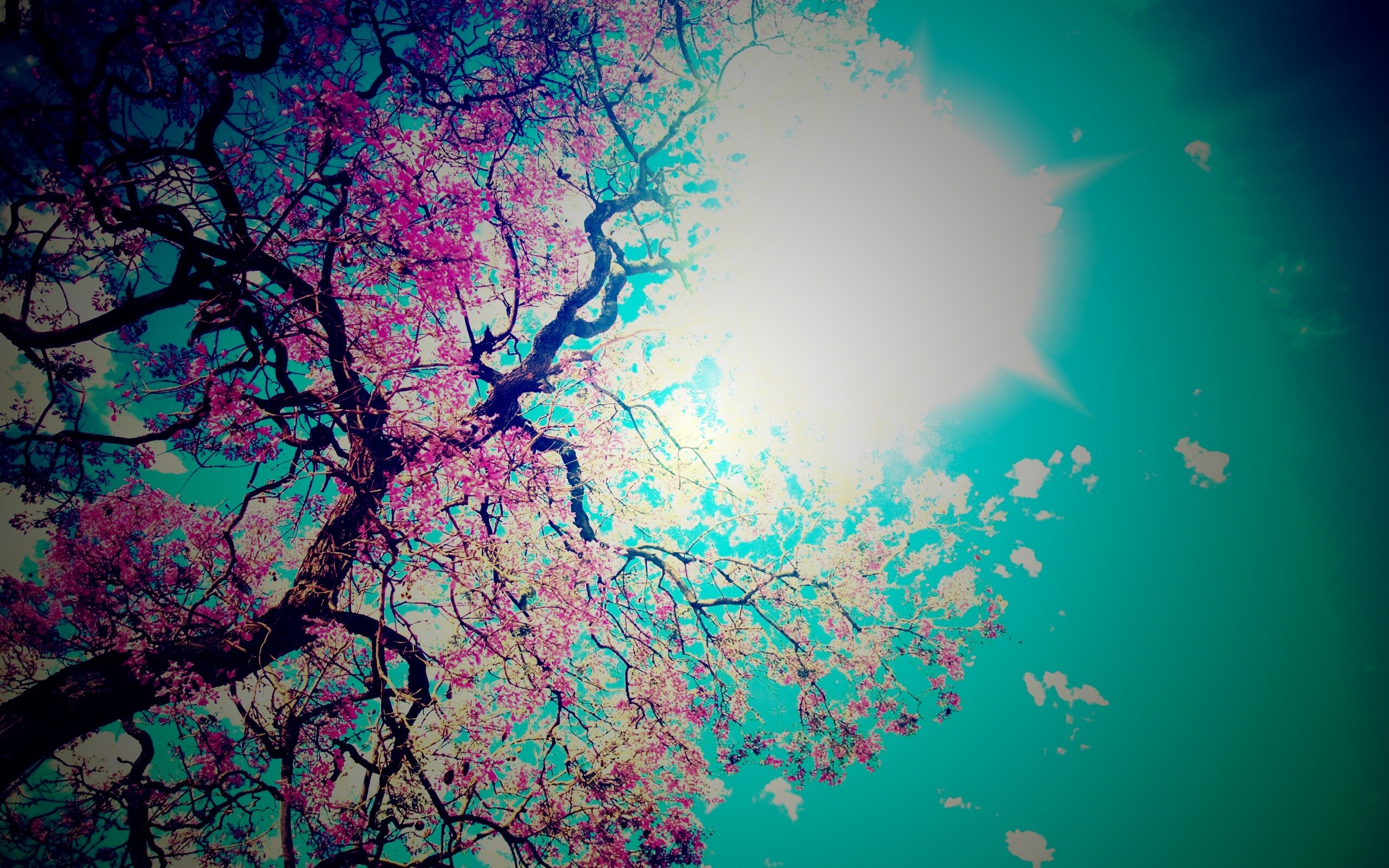 Цветение вишни обои