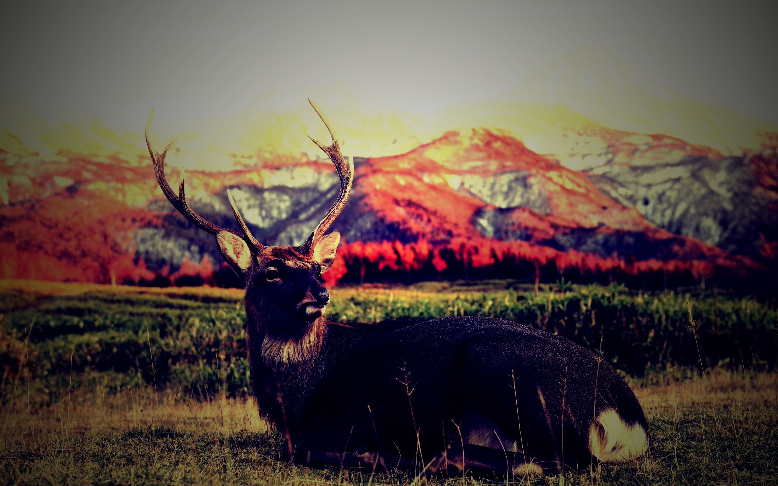 Олень отдыхает в предгорьях обои
