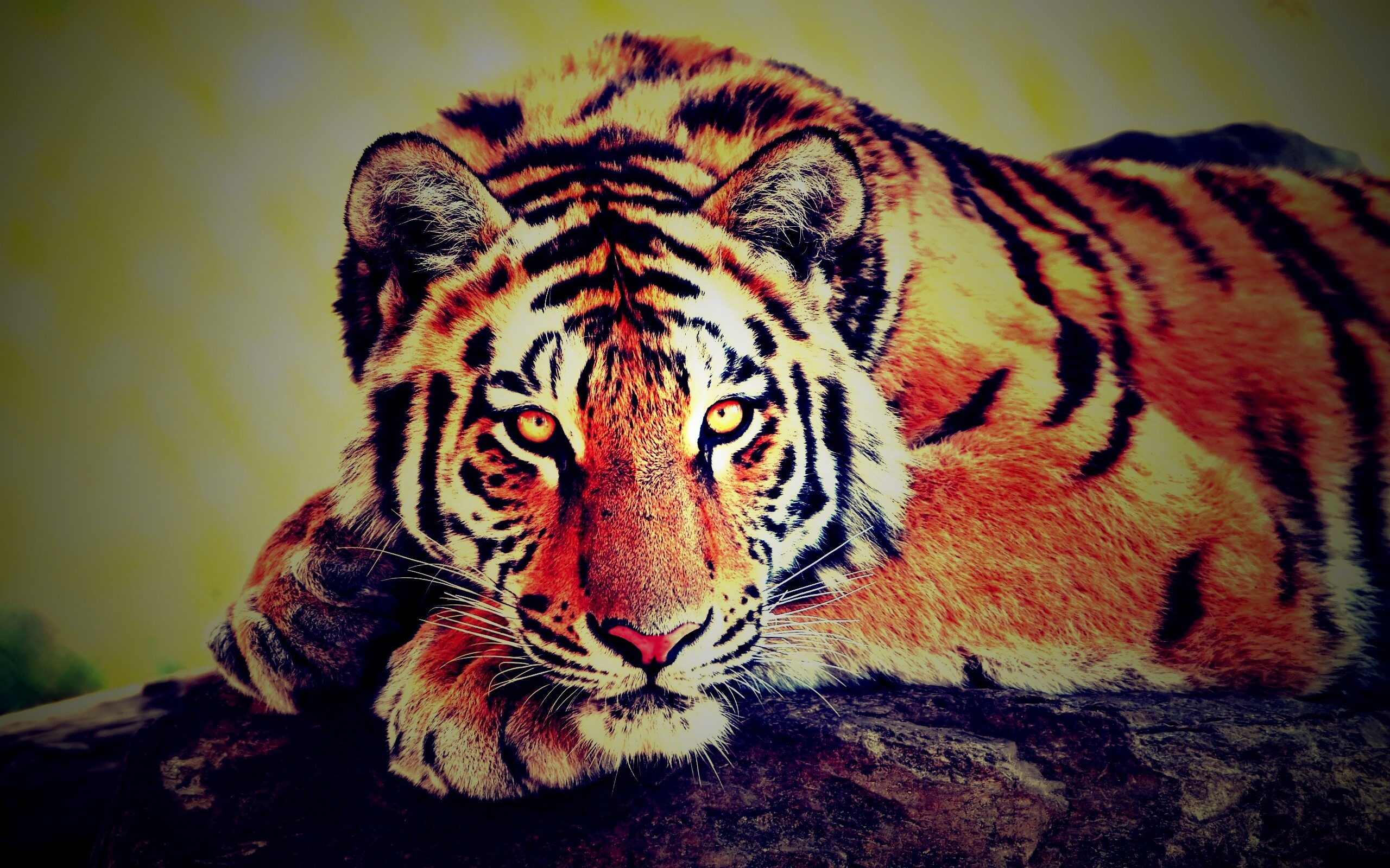 Большая полосатая кошка обои