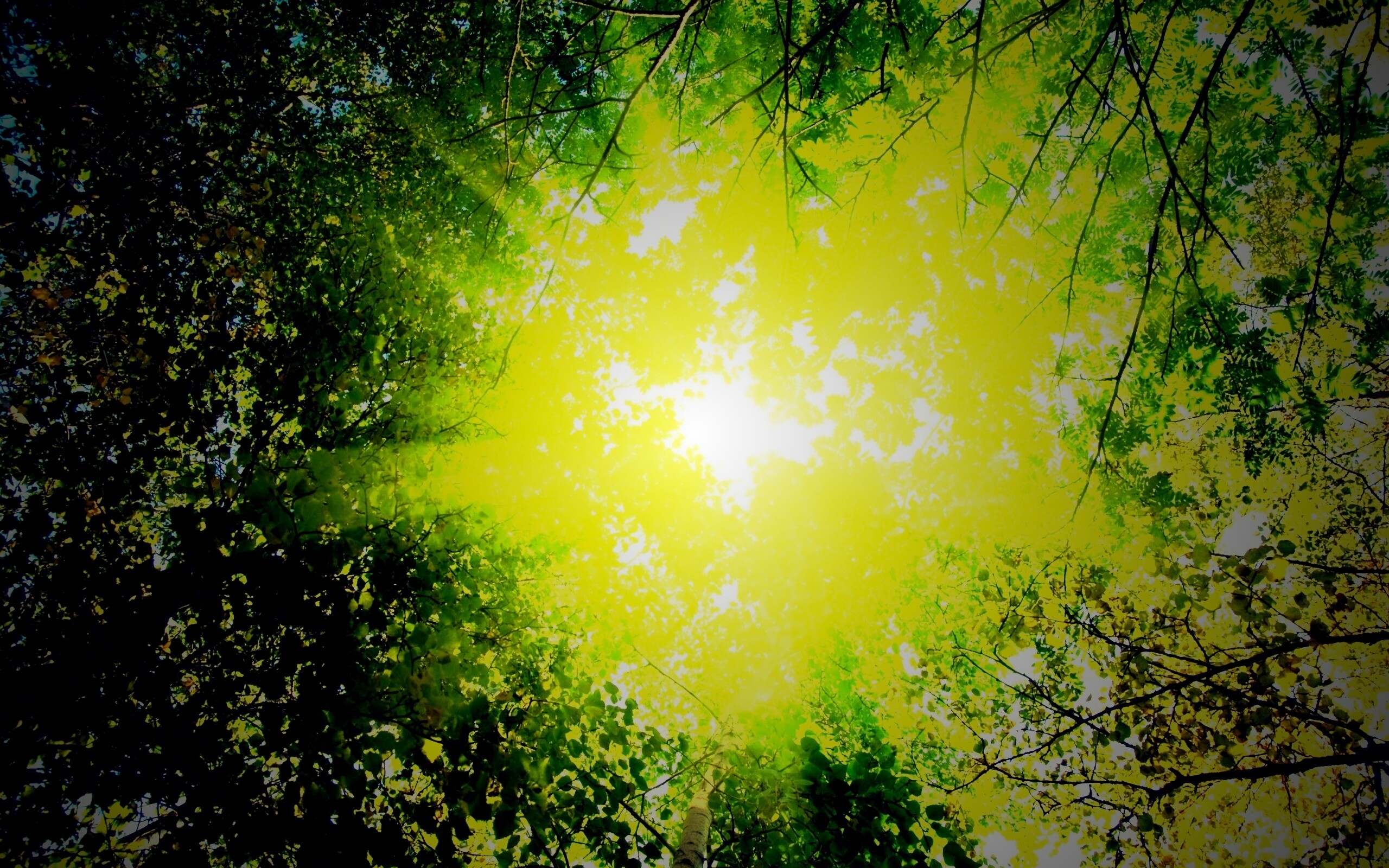 Яркий зеленоватый свет пробивающийся сквозь листву обои