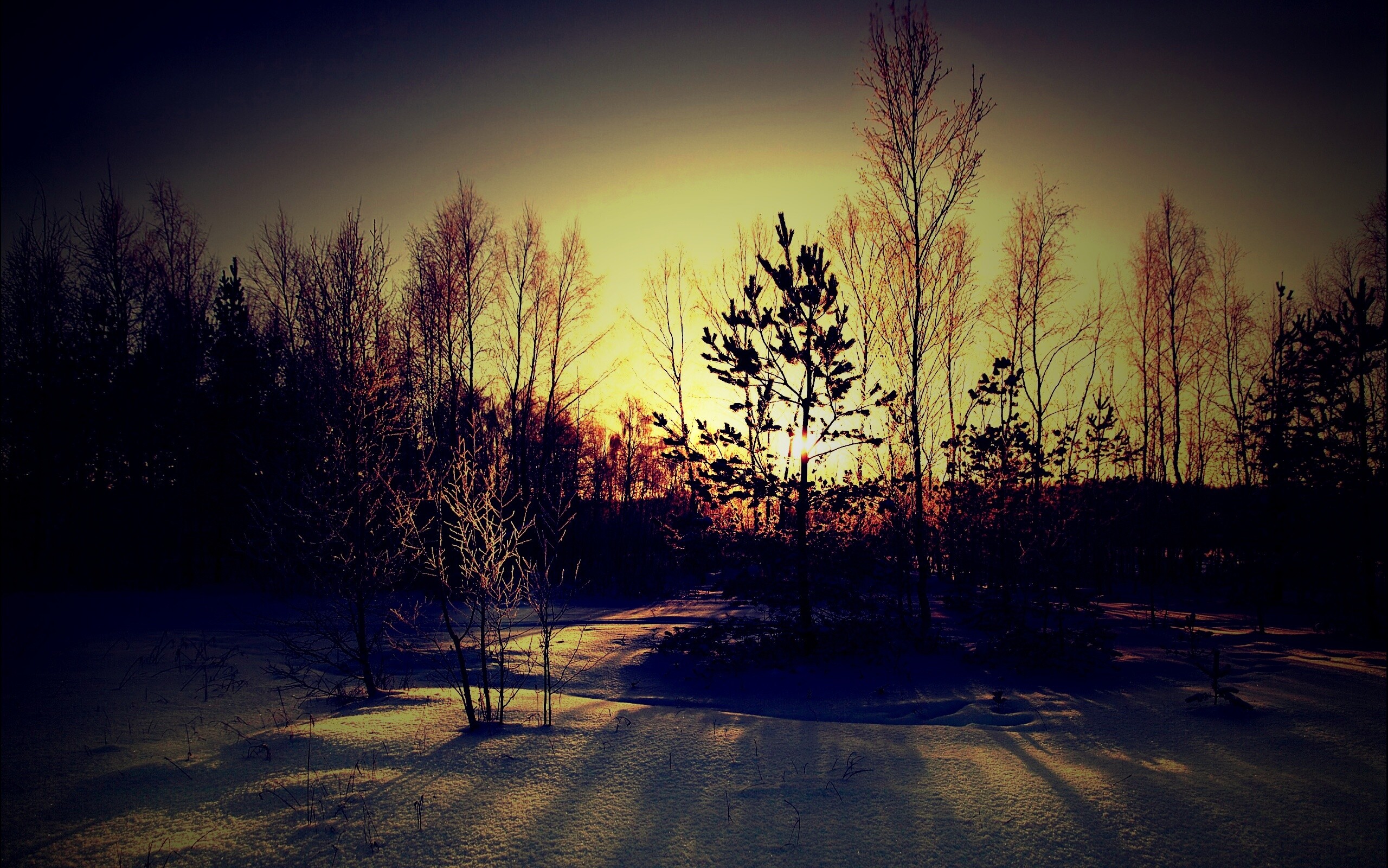 Зимний лес обои