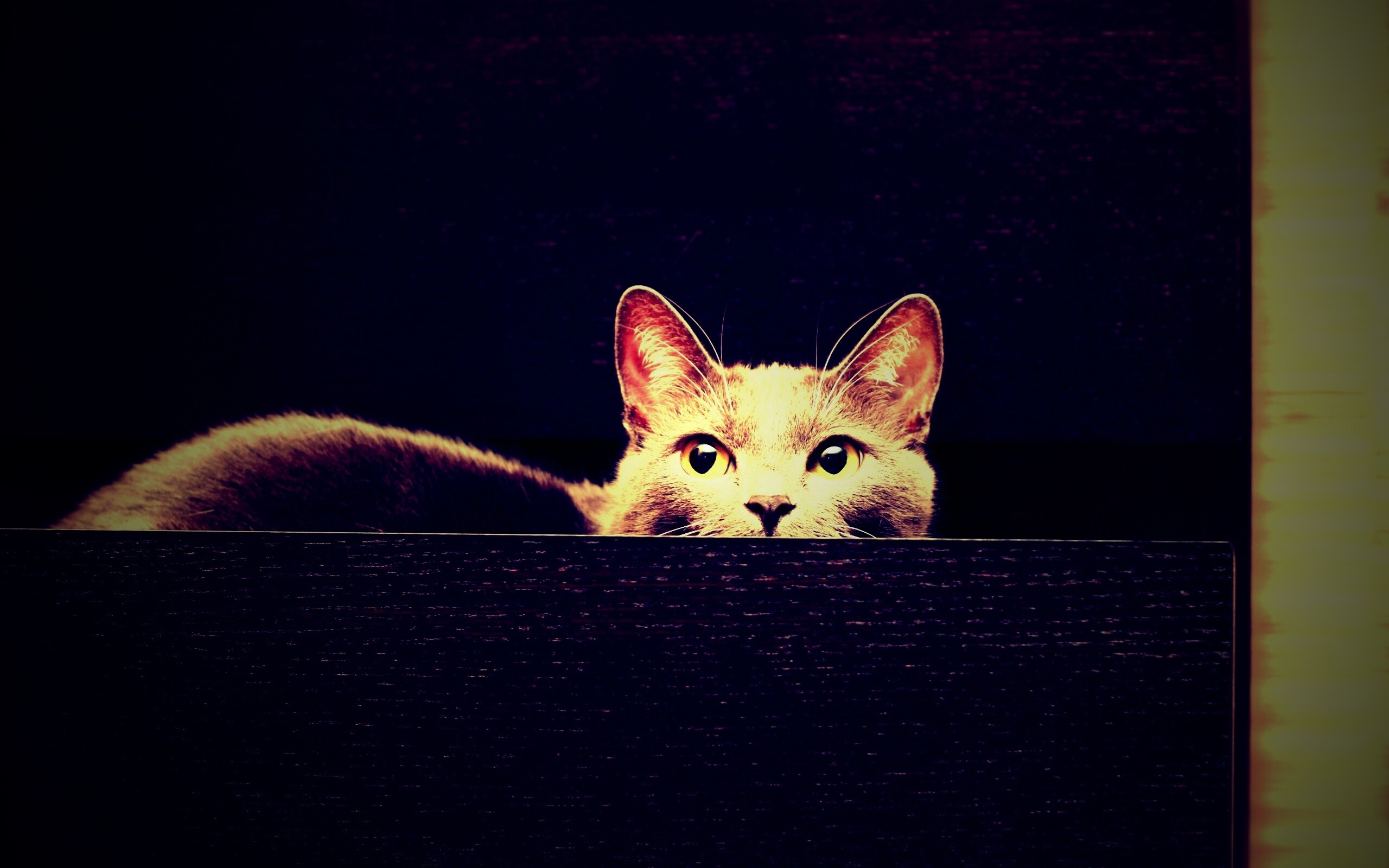 Кот в ящике комода обои