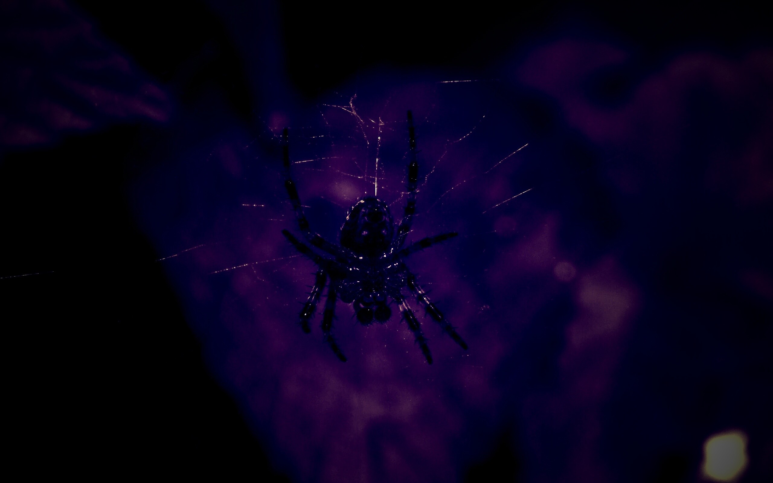 Паук на паутине обои