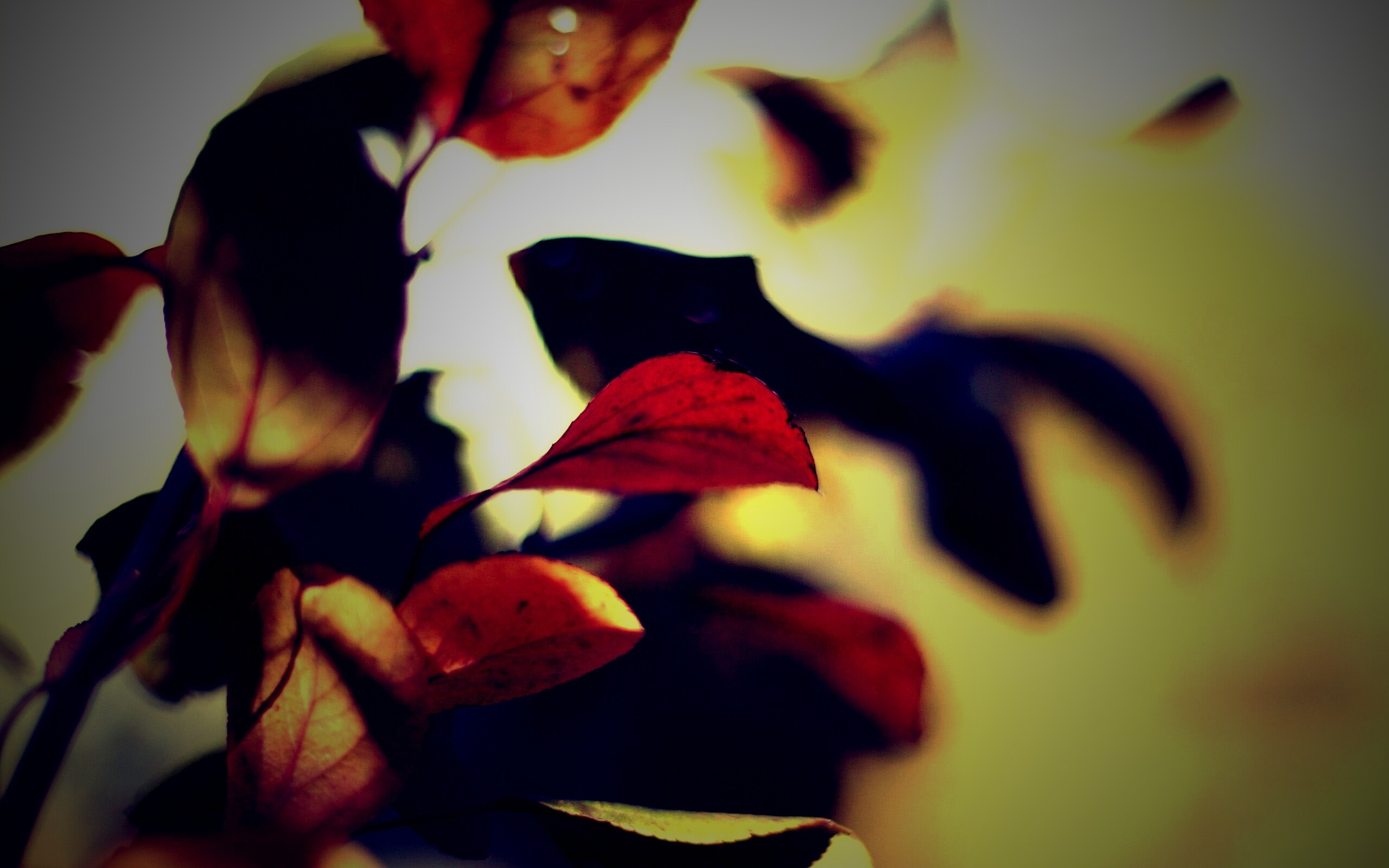 Увядающие листья обои