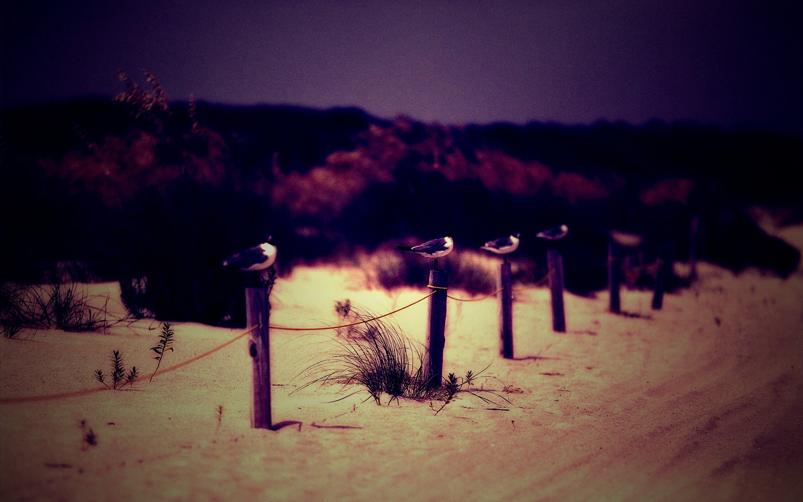 Птички на столбиках обои