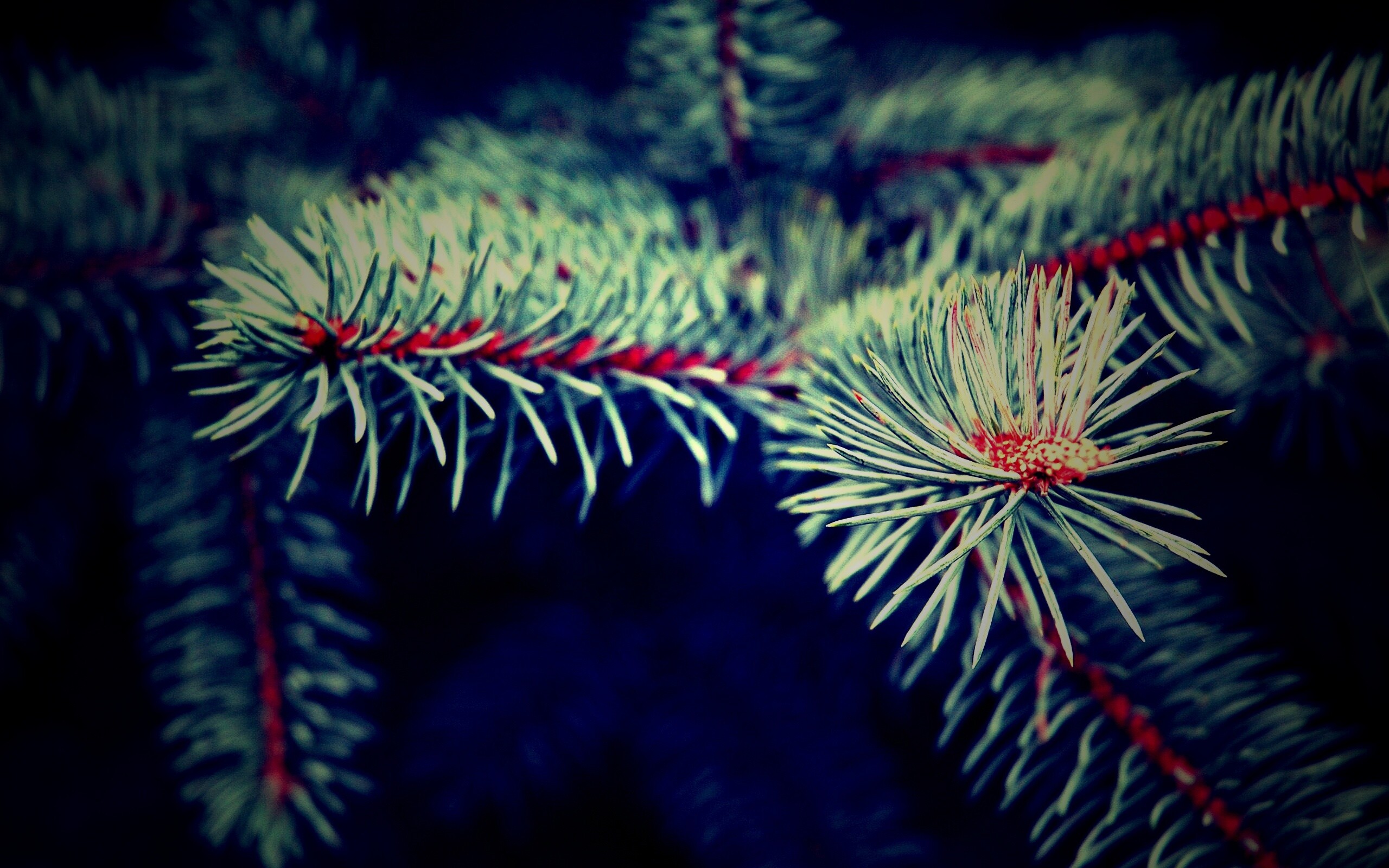 Ветки голубой ели обои