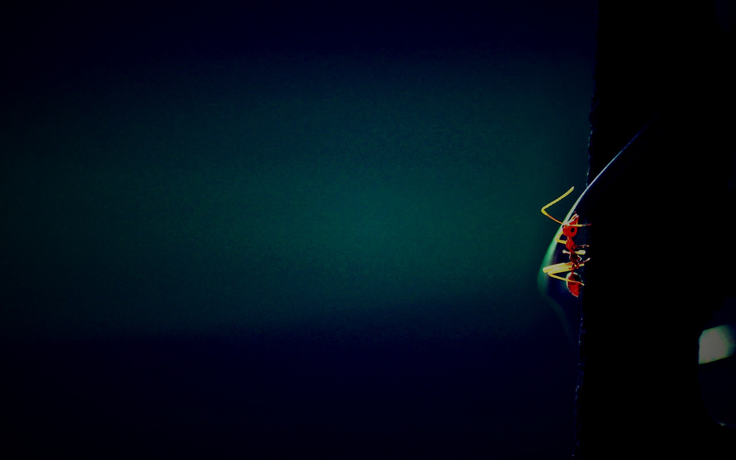 Муравей-пожарник обои