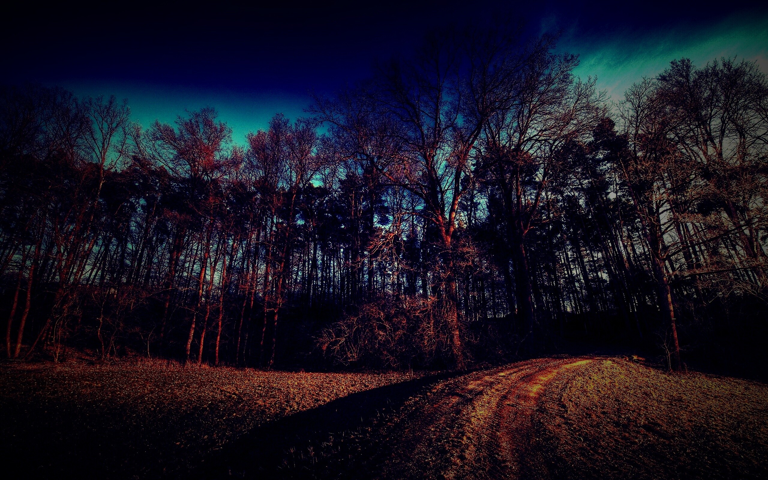 Дорога в лес обои