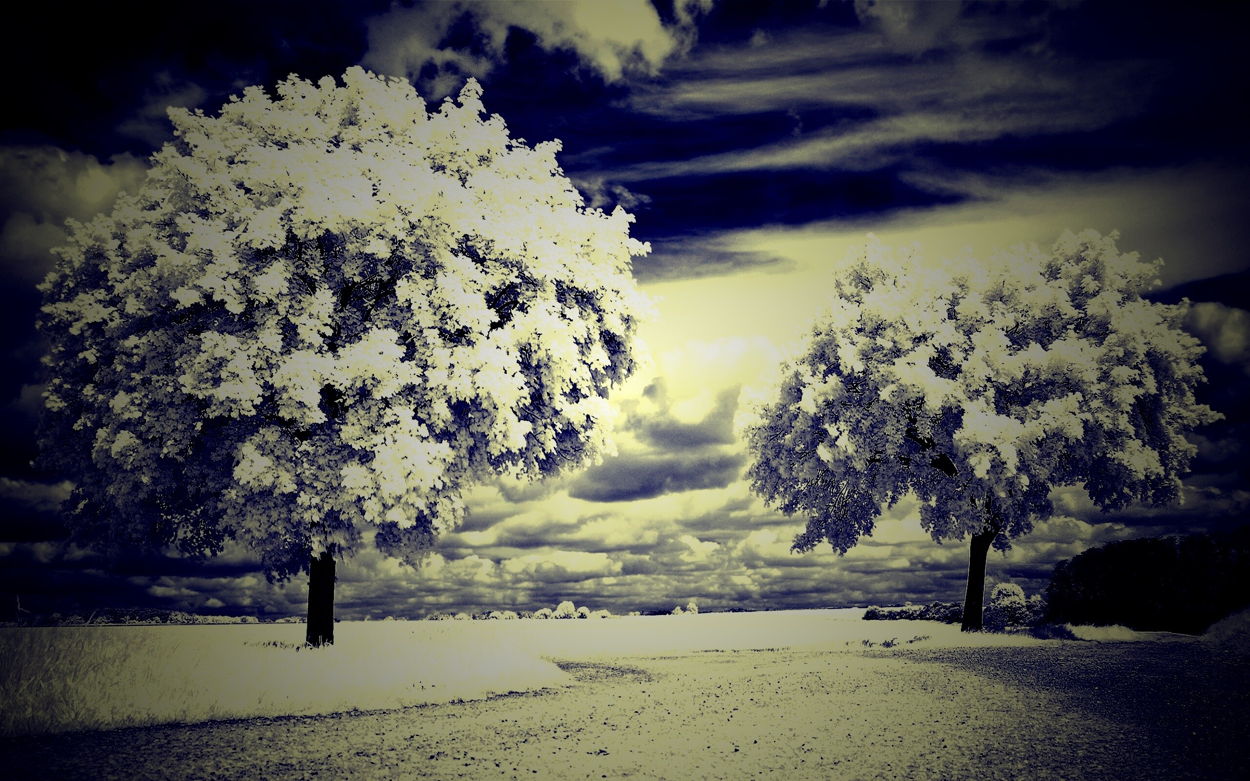 Деревья в цвету обои