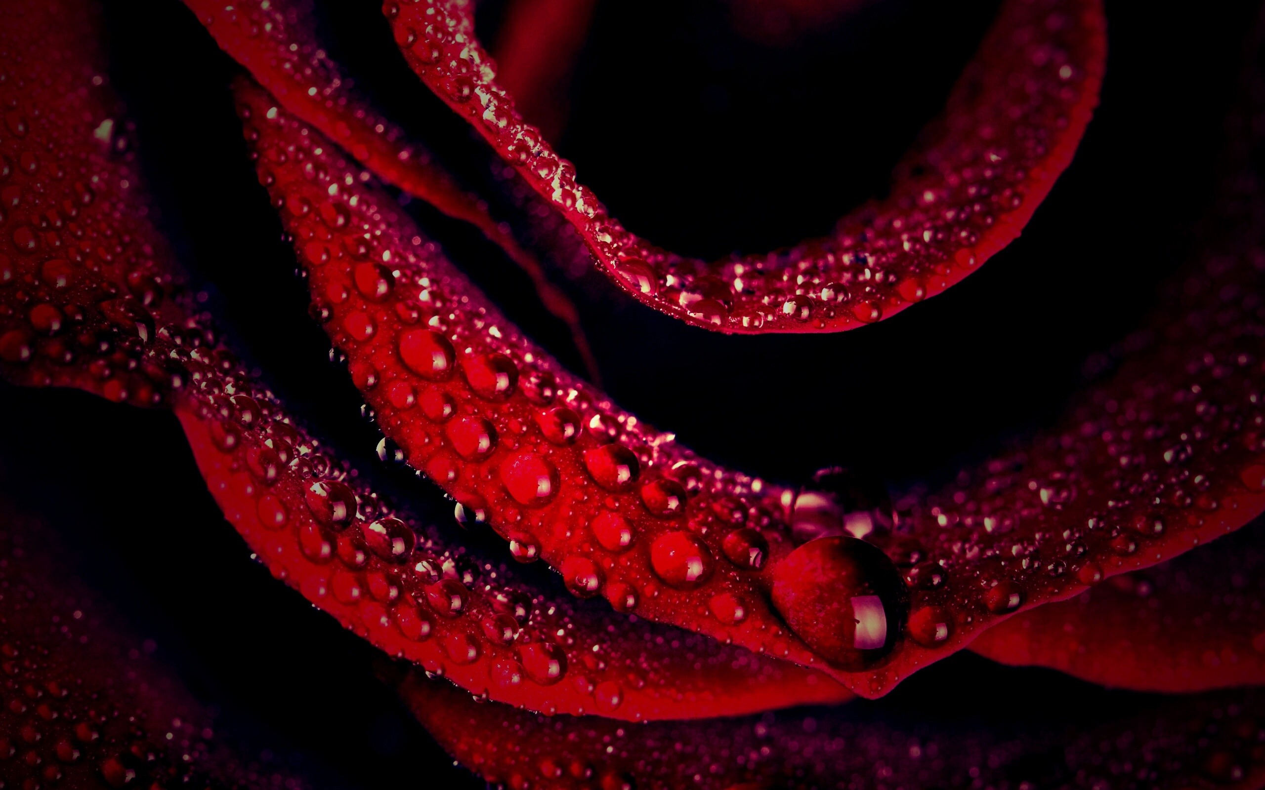 Роза в каплях обои