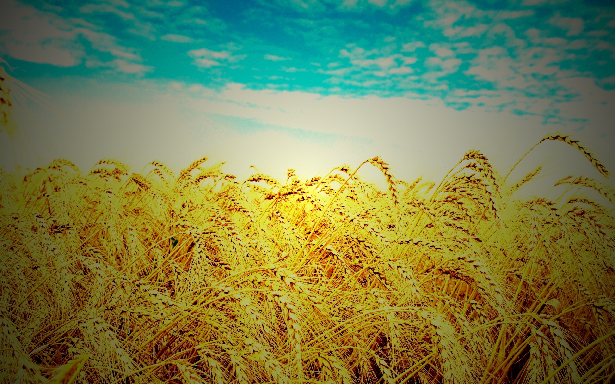 Колосья в поле обои