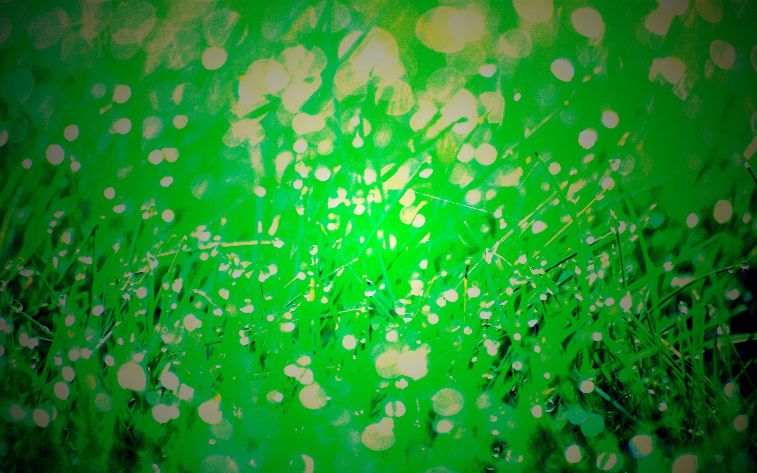 Трава в росе обои