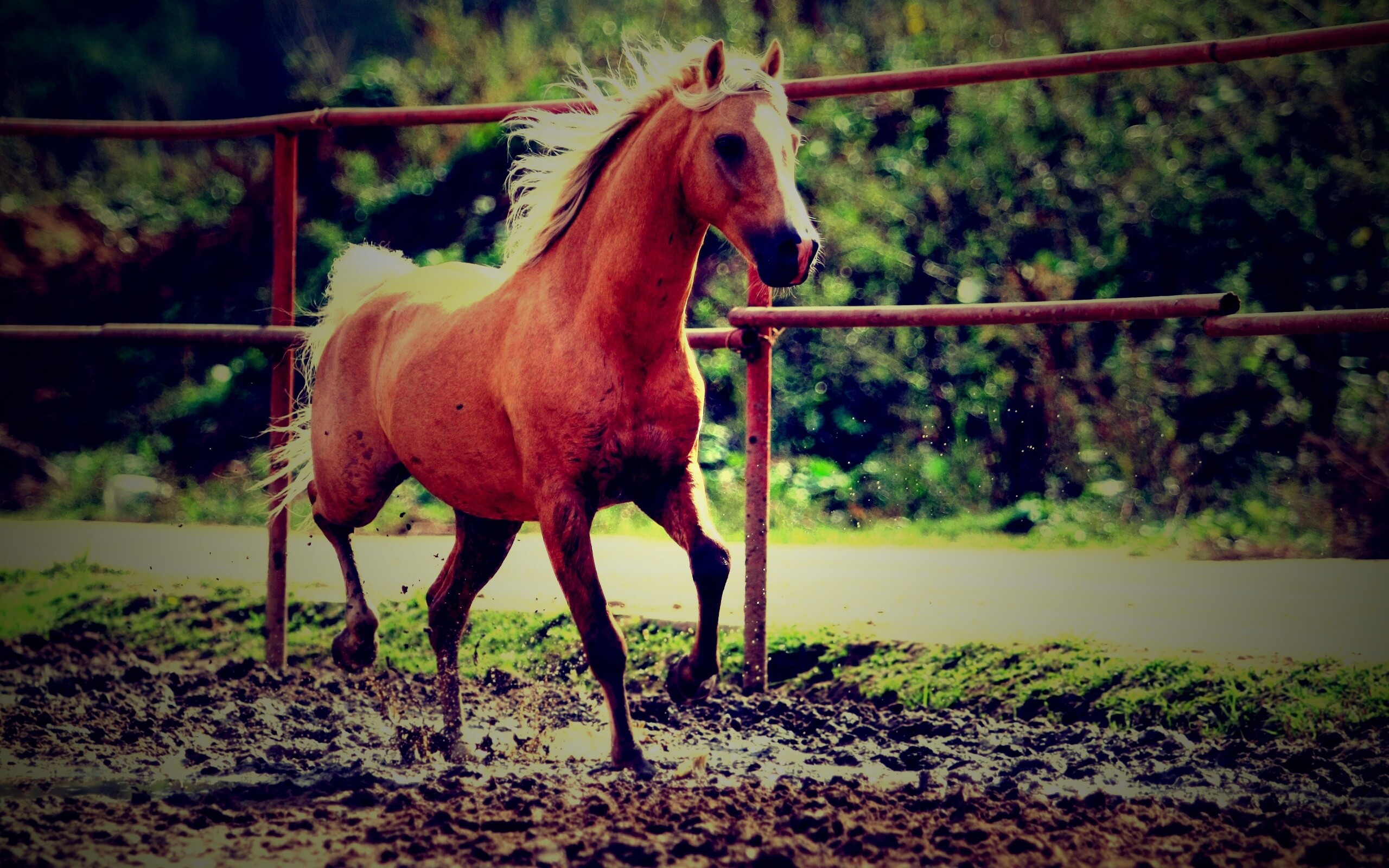 Молодая лошадь в загоне обои