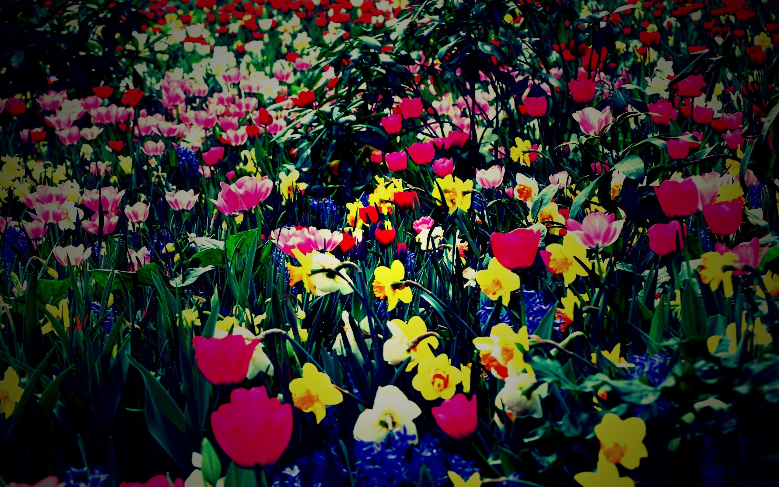 Поляна со множеством цветов обои