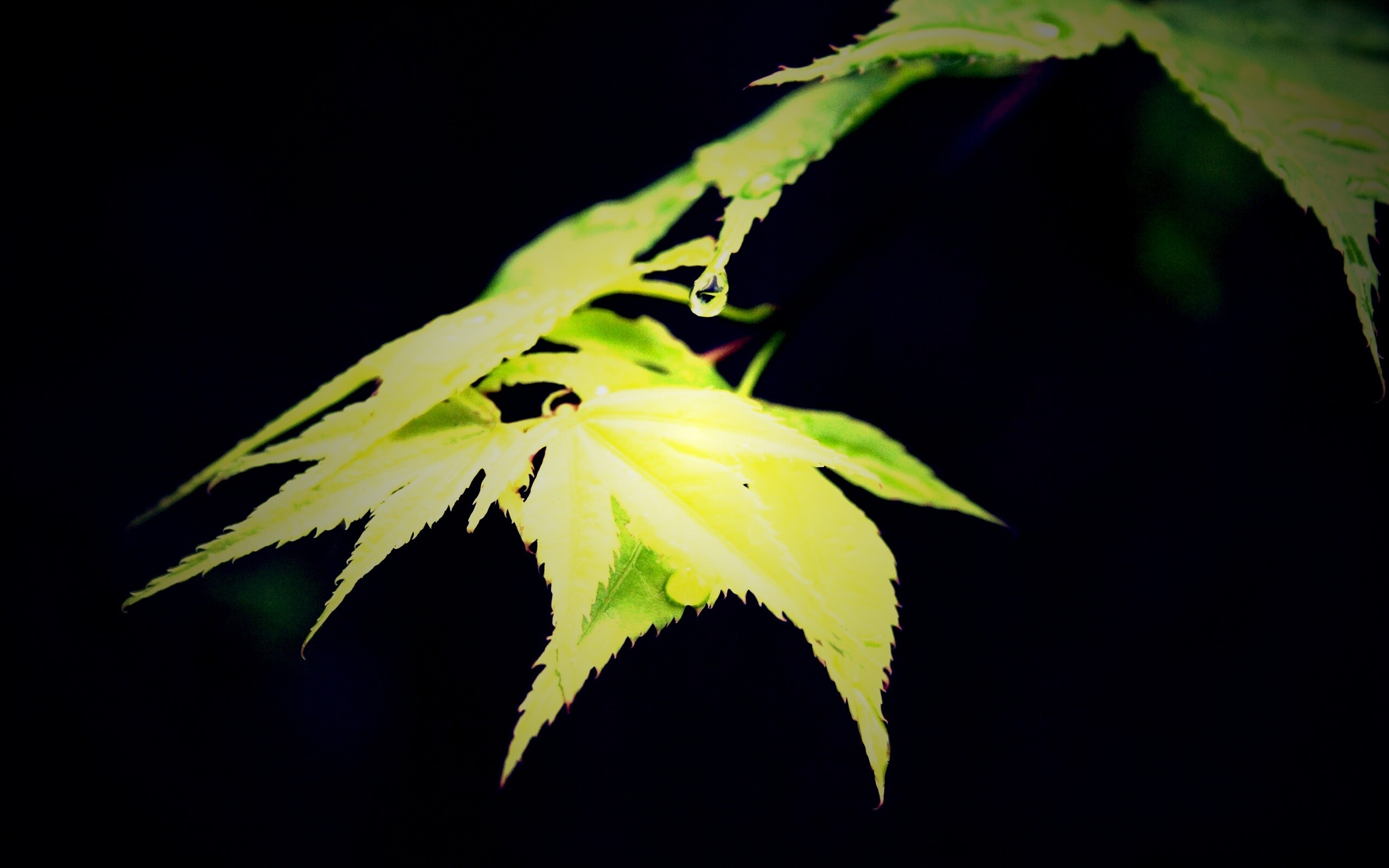 Капля на листе обои