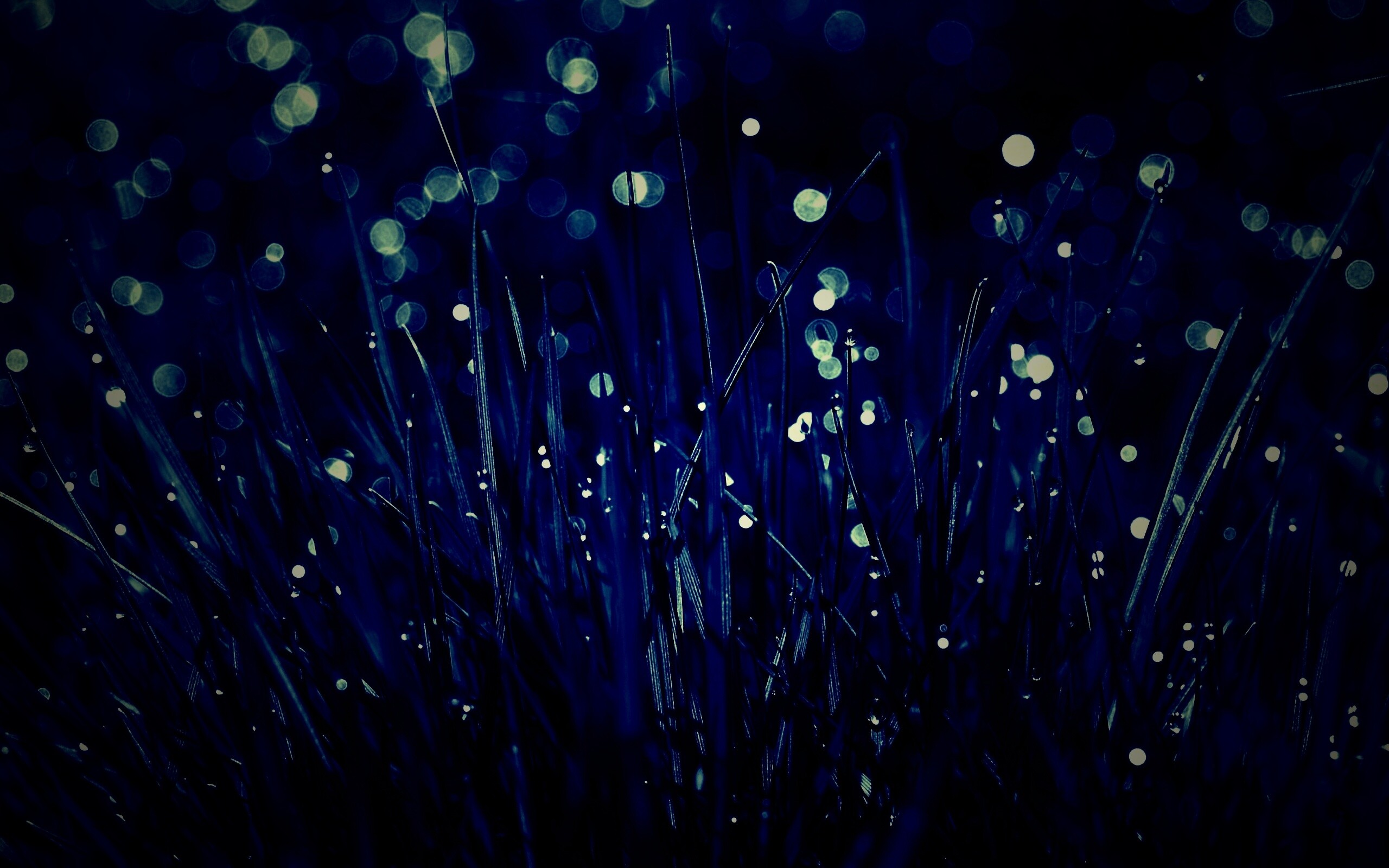 Трава ночью обои