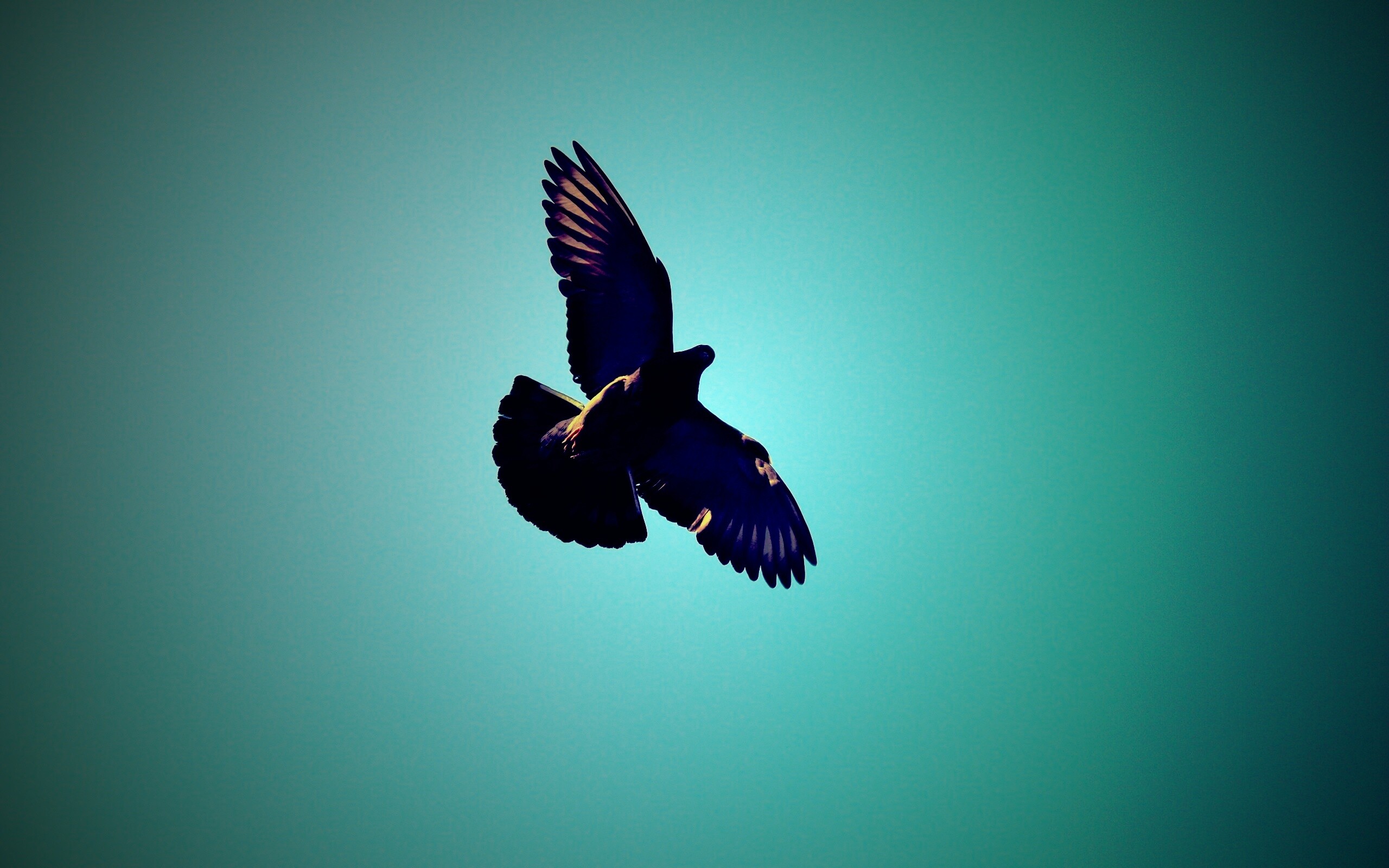 Голубь в полёте обои