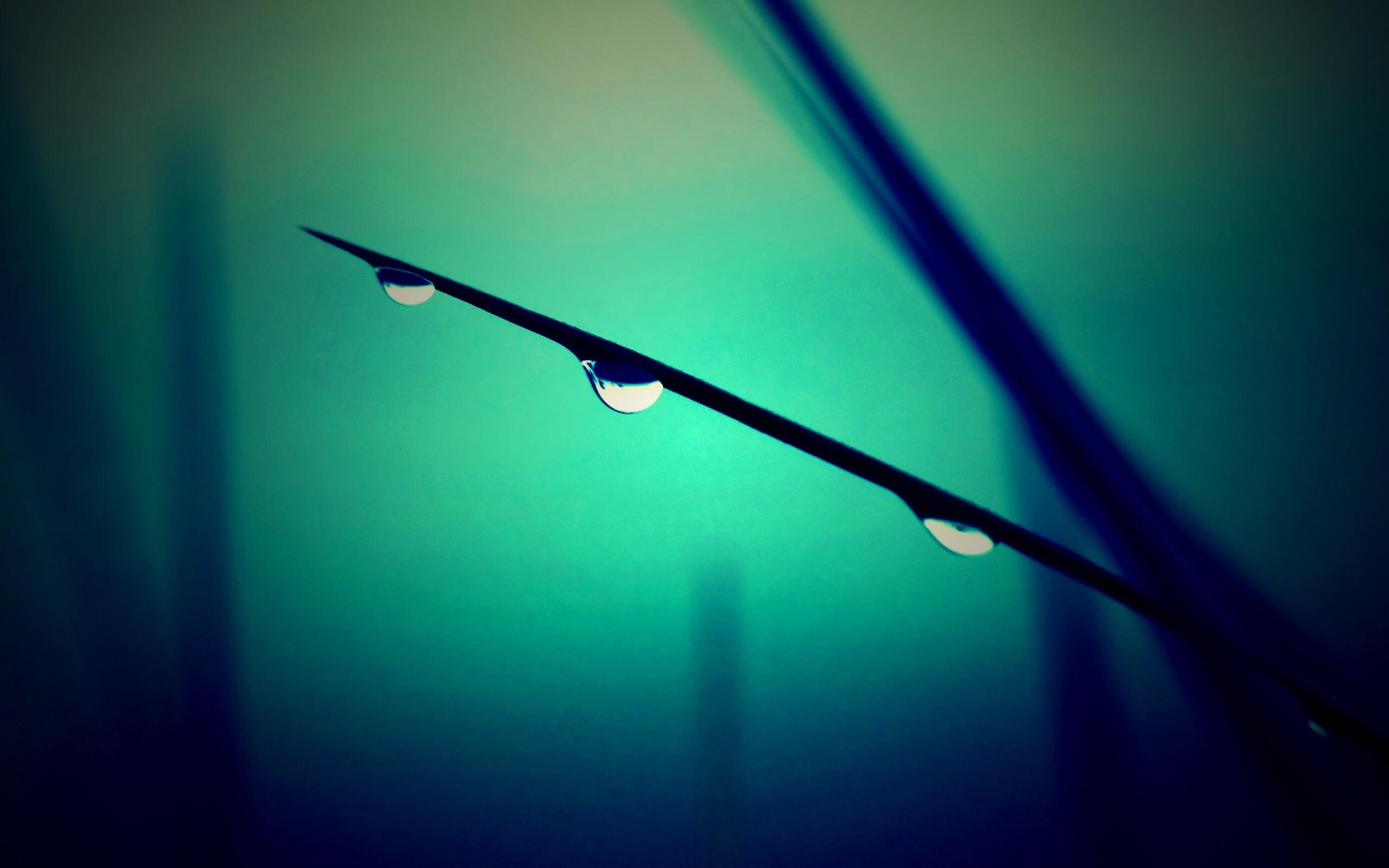 Трава после дождя обои