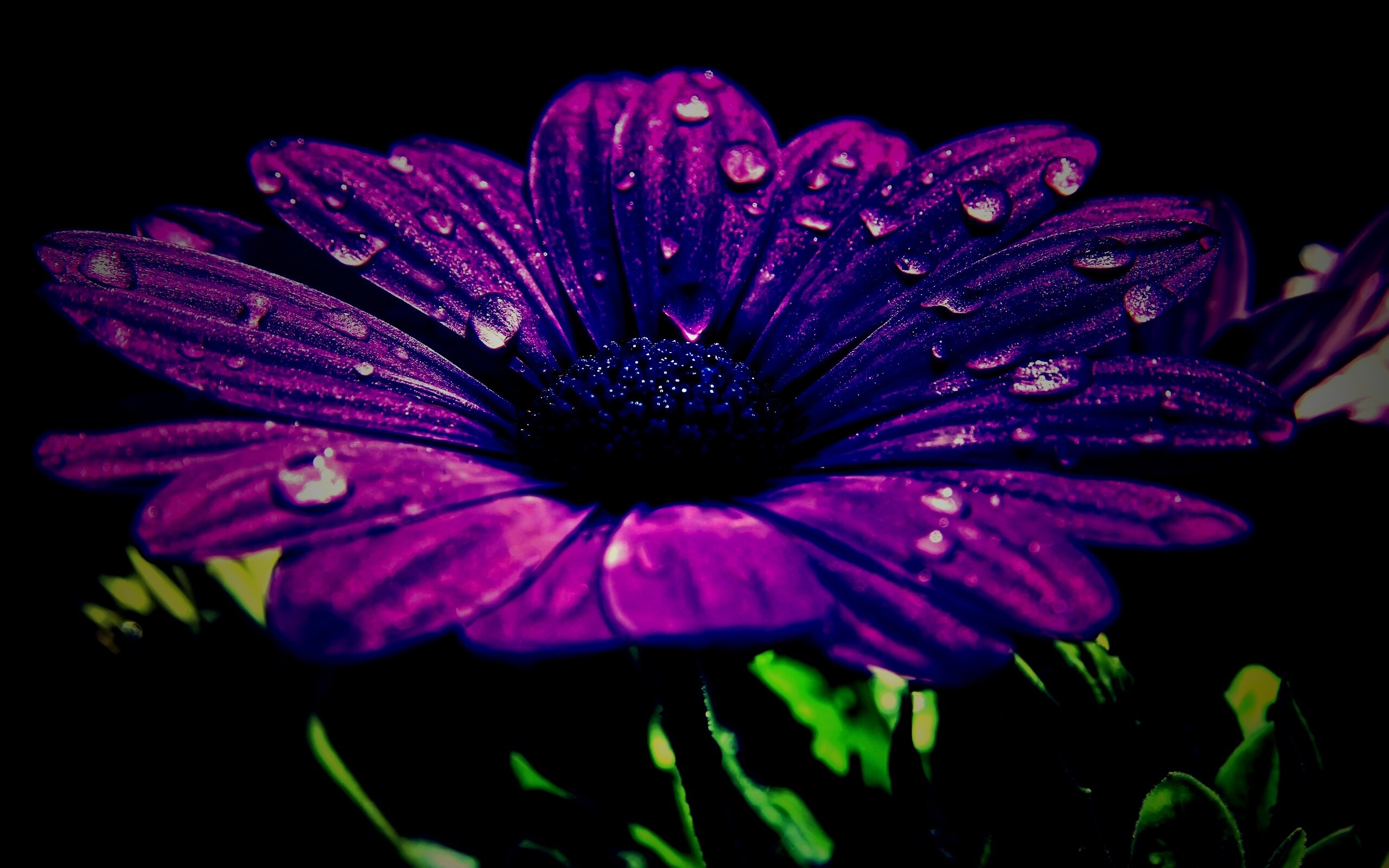 Мокрый от росы фиолетовый цветок обои