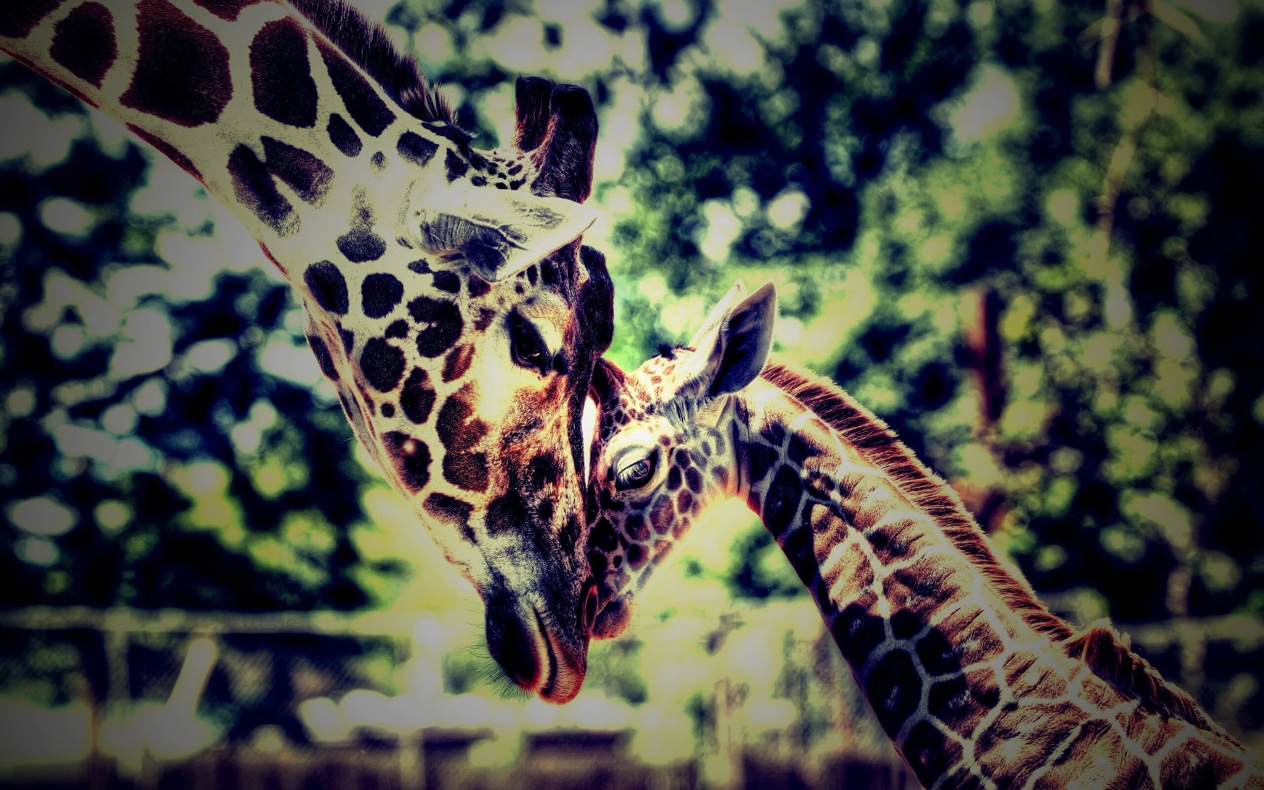 Жирафа и жирафёнок обои