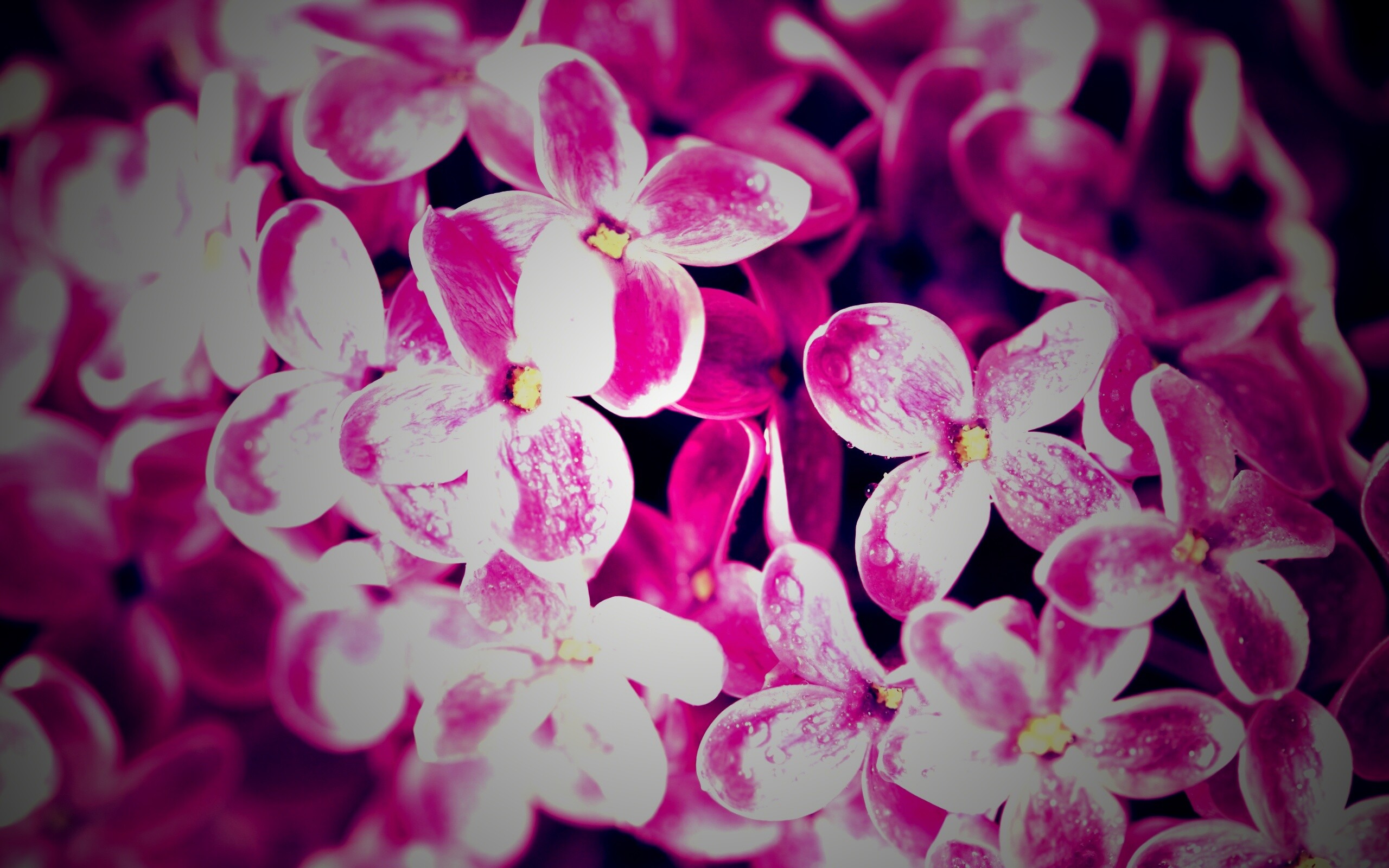 Цветы сирени обои