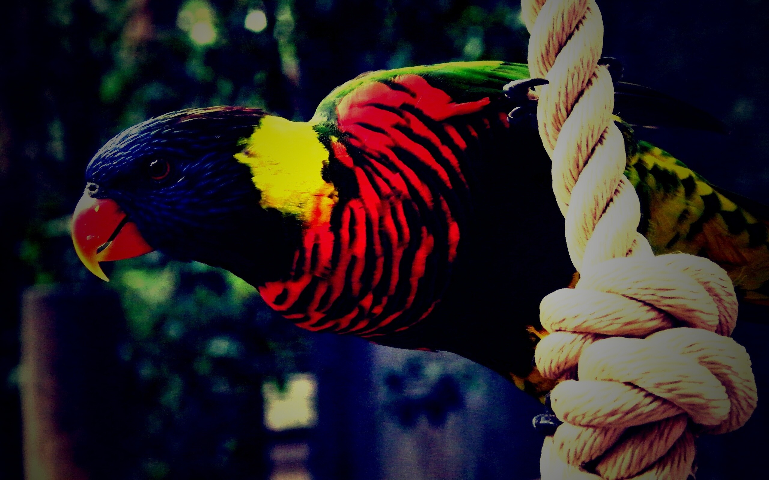 Попугай на канате обои