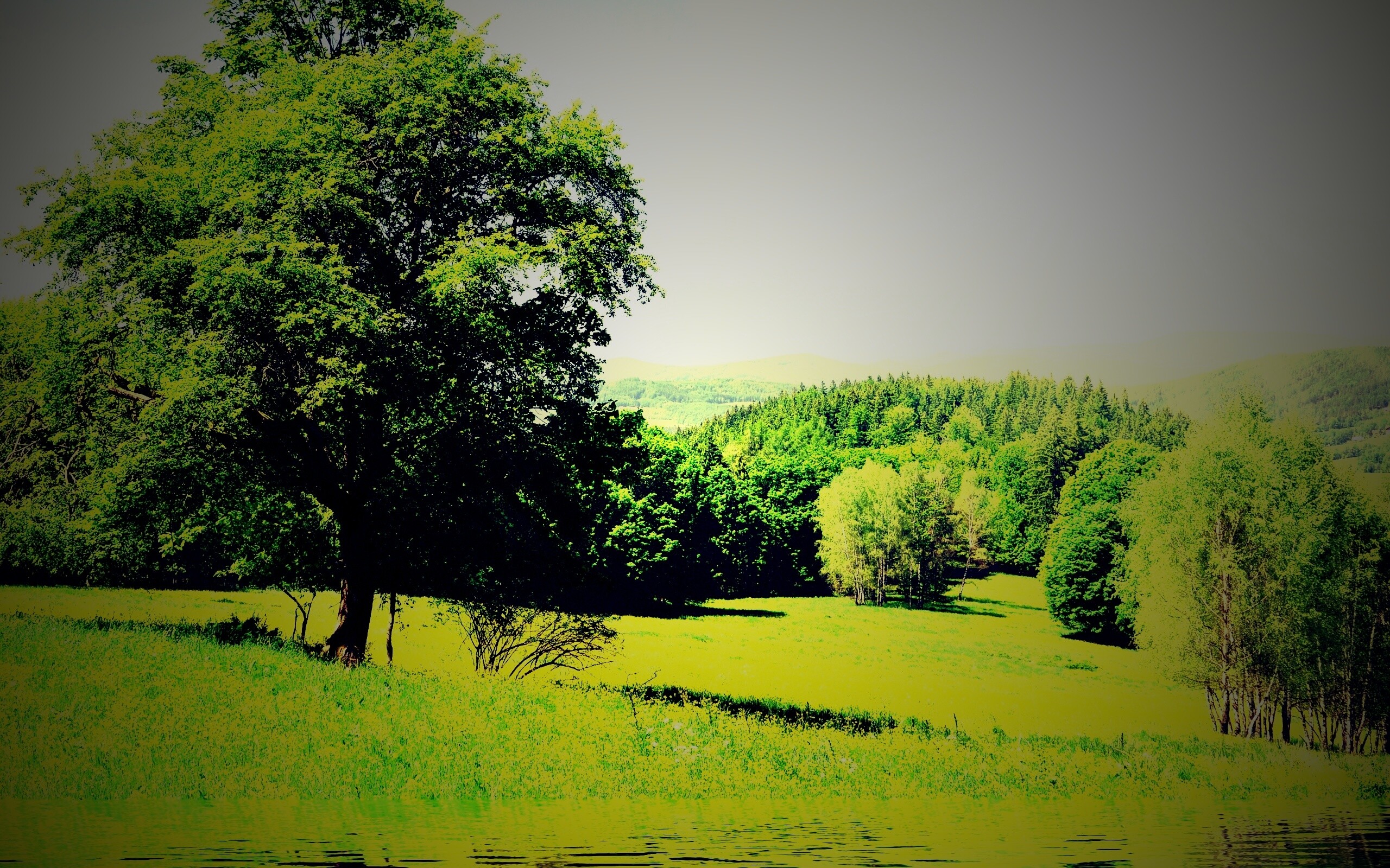 Дерево у воды обои