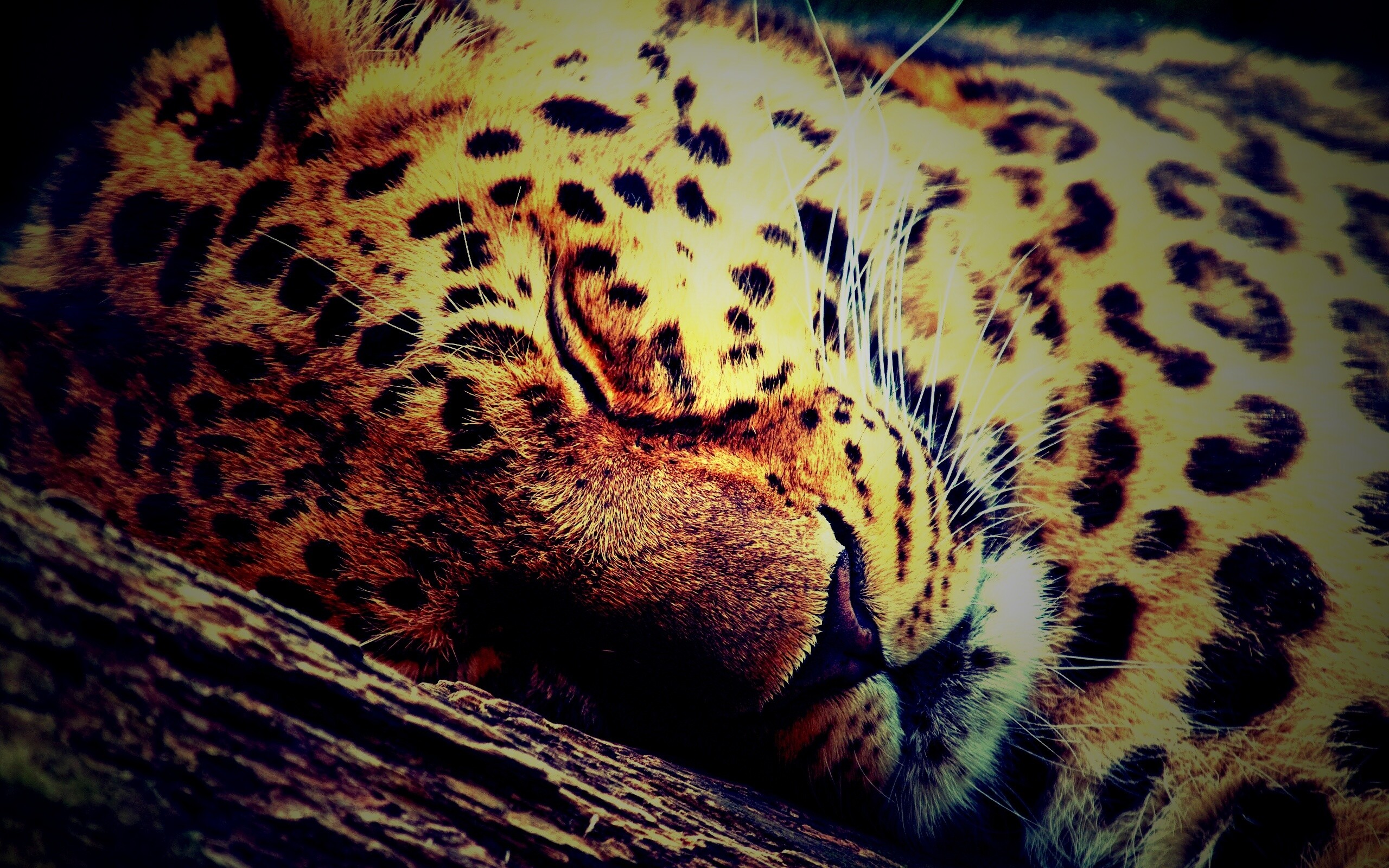 Спящий хищник обои