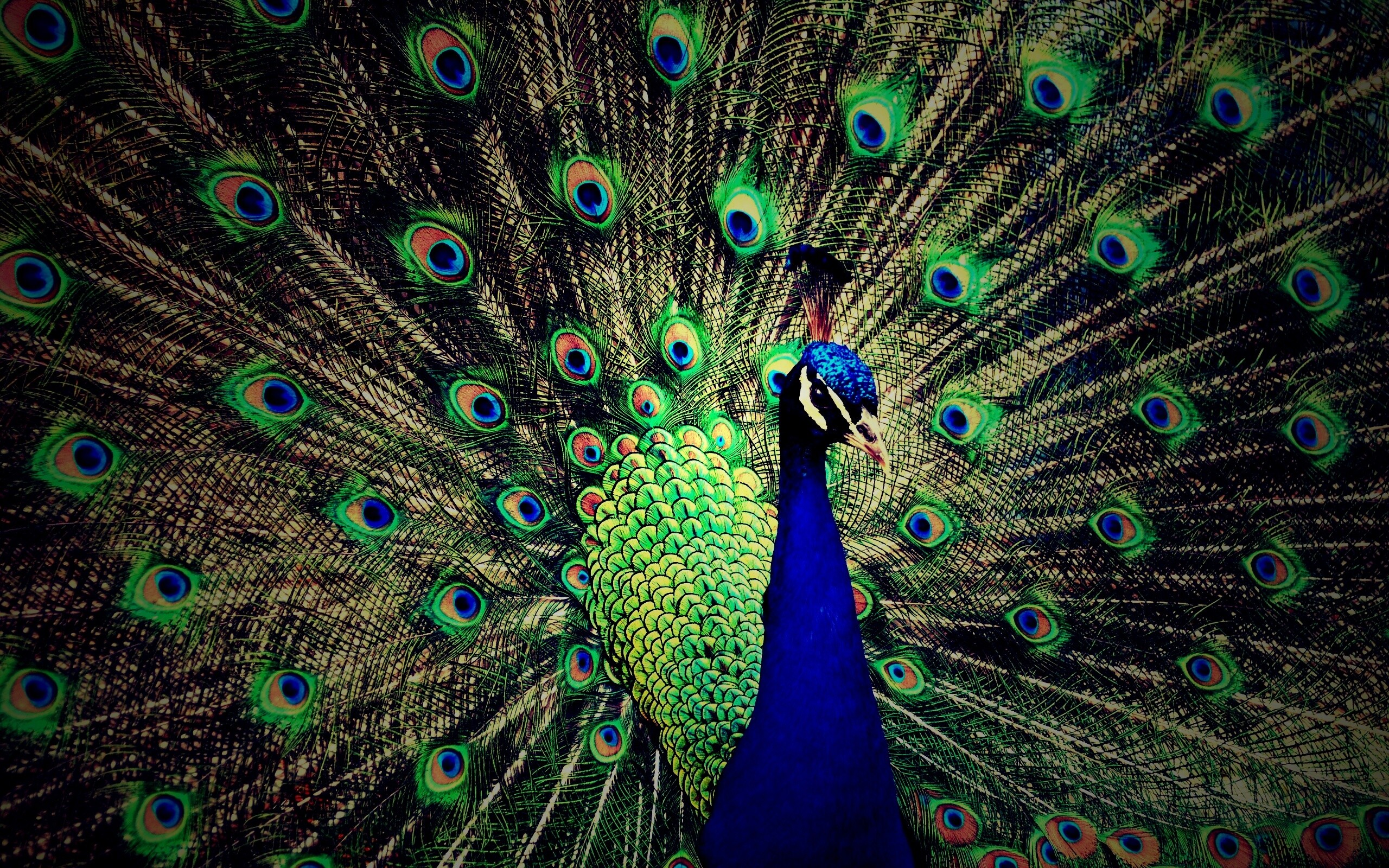 Красивый павлин обои