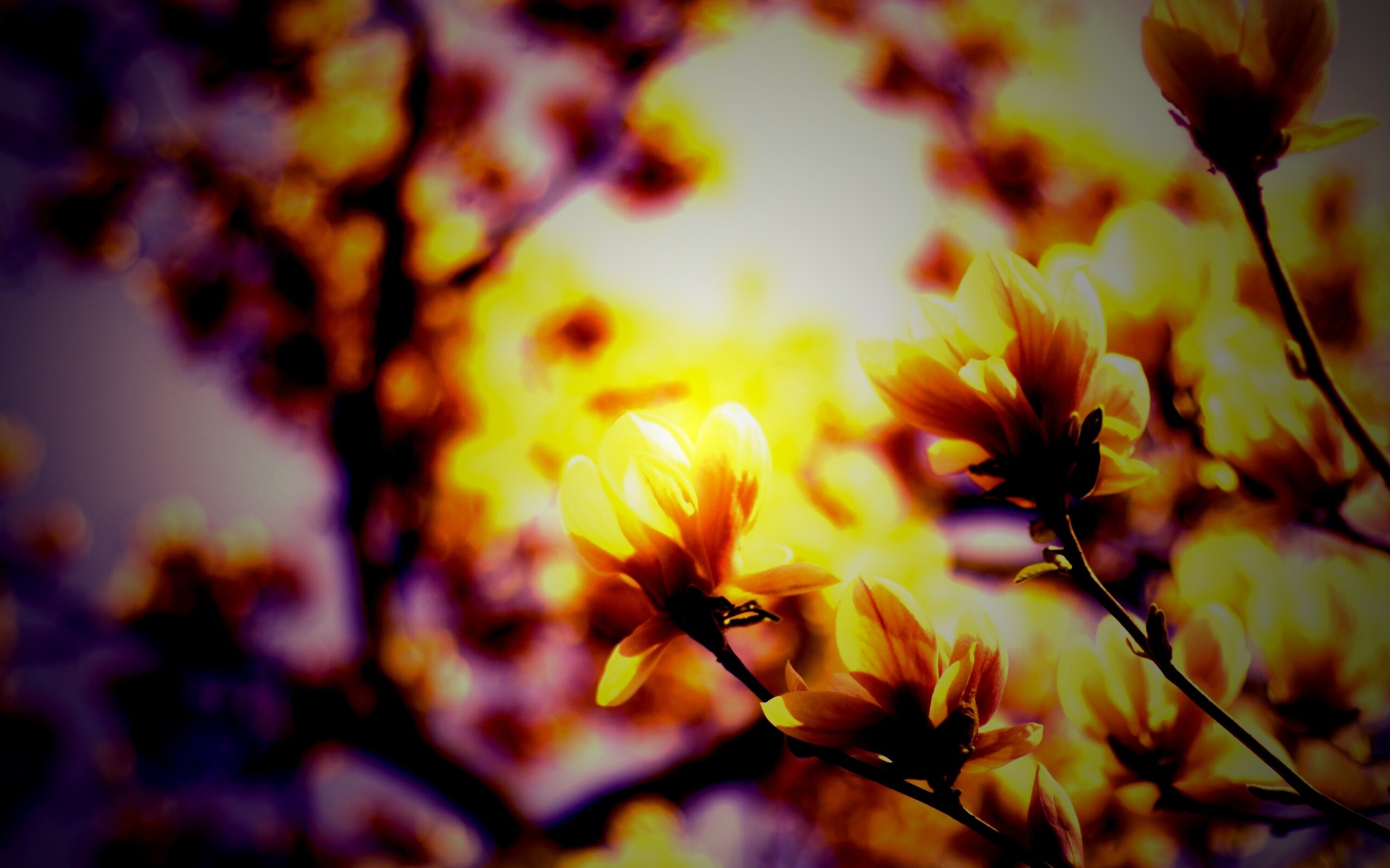 Желтые цветы распустились обои