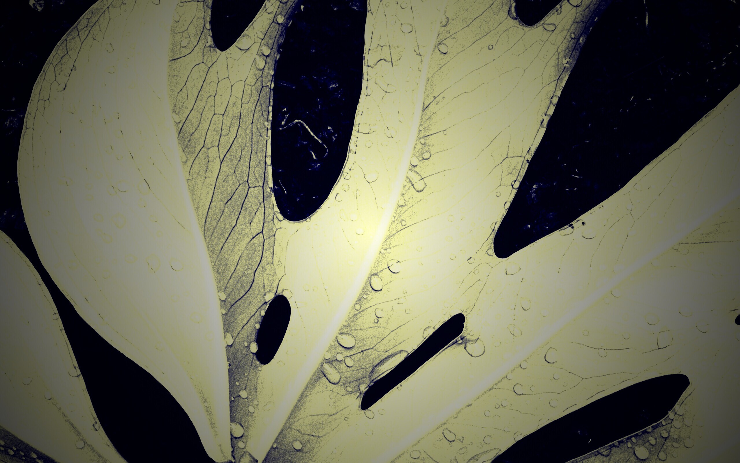 Белый лист обои