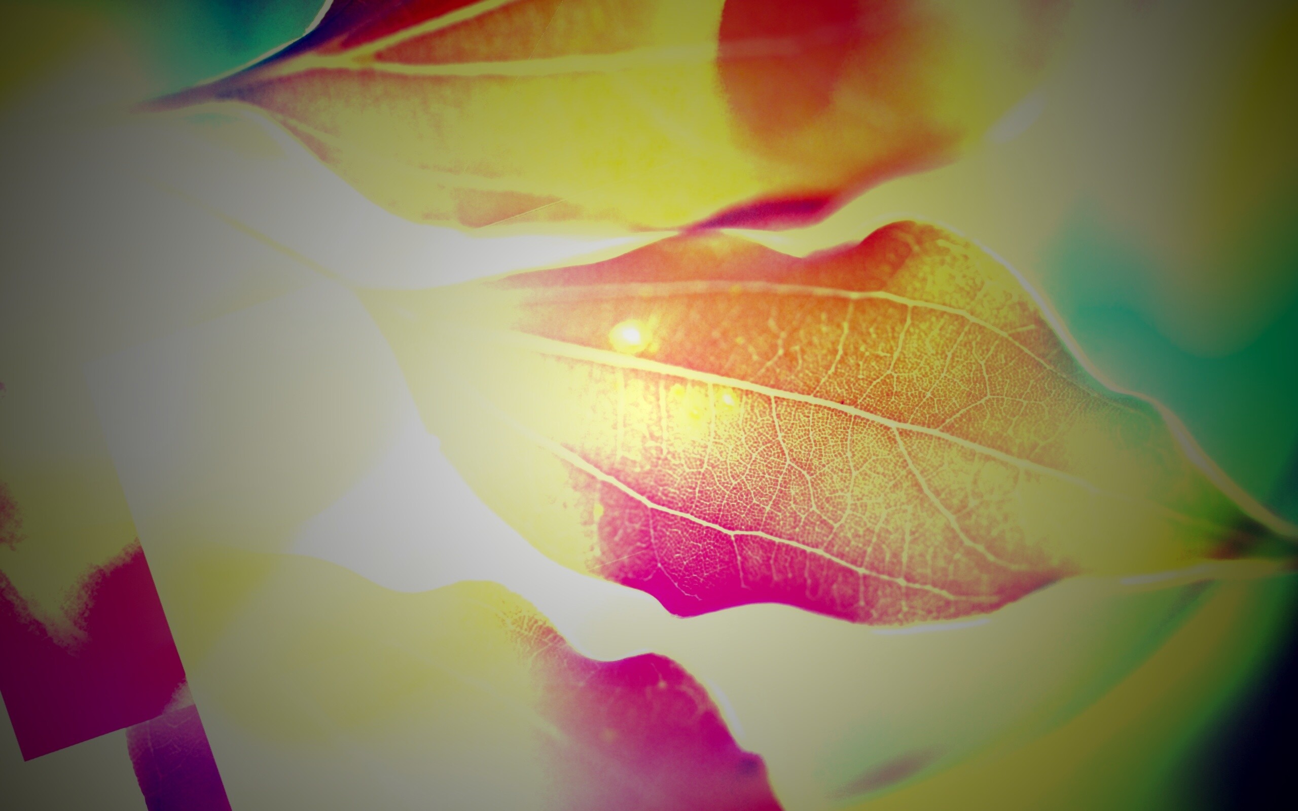 Радужные листья обои