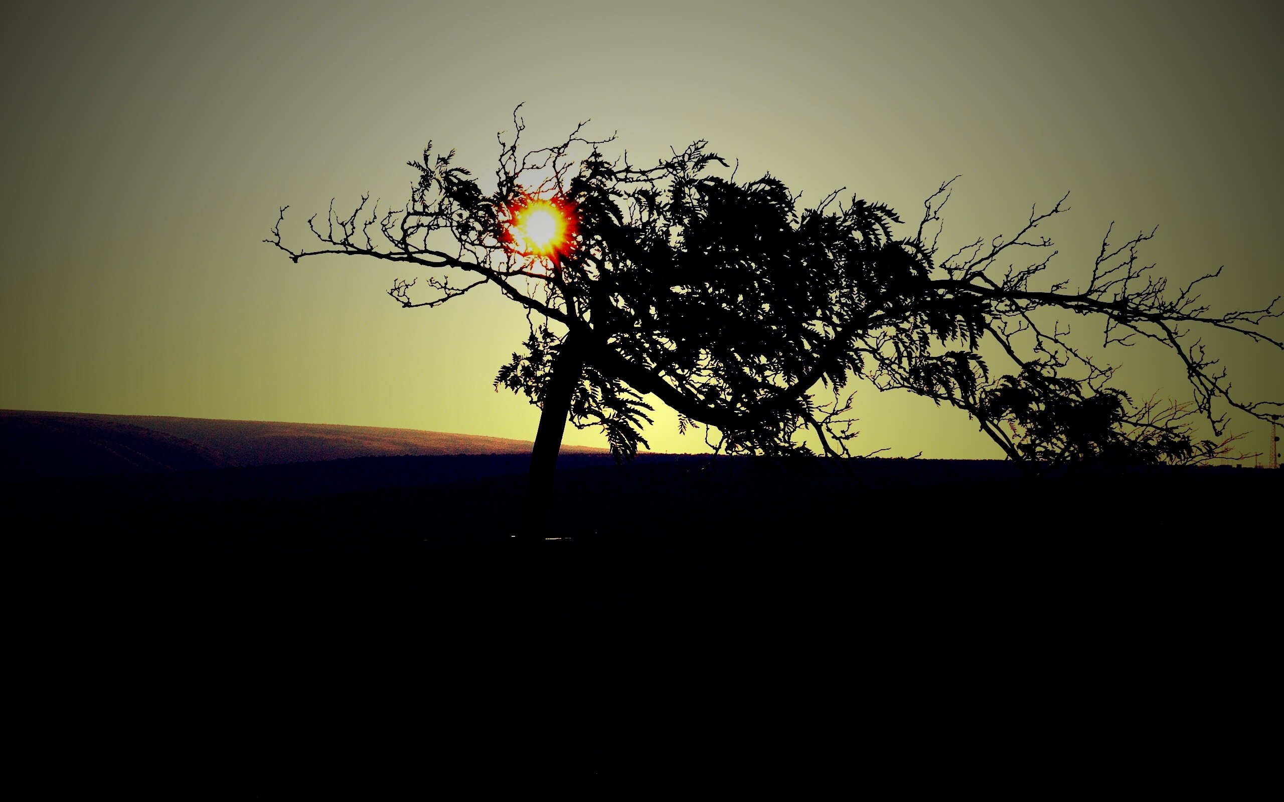 Дерево на закате обои