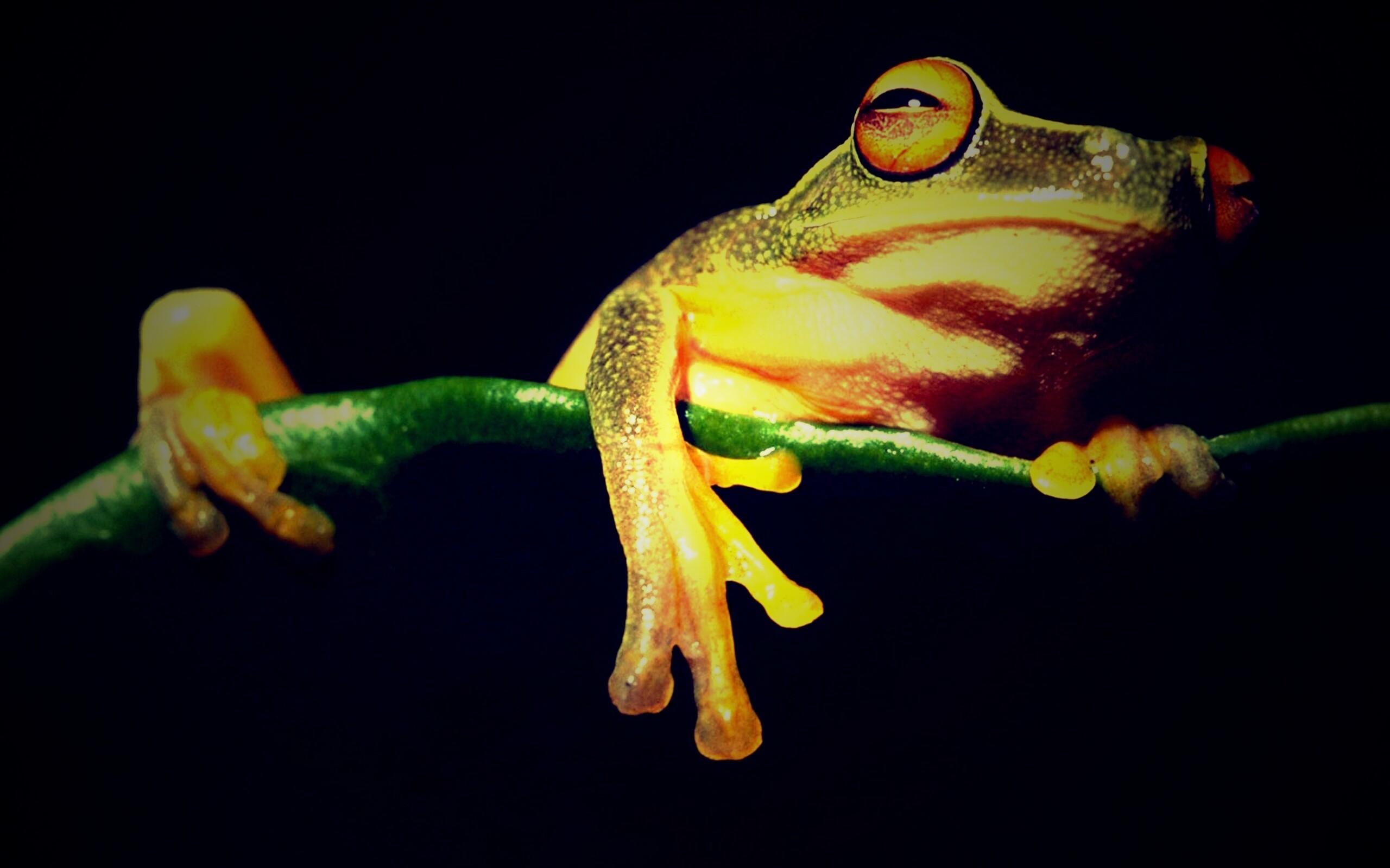 Лягушка на отдыхе обои