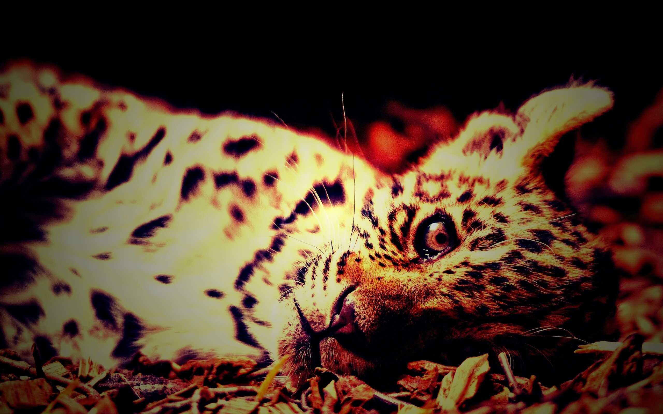 Гепард котенок обои