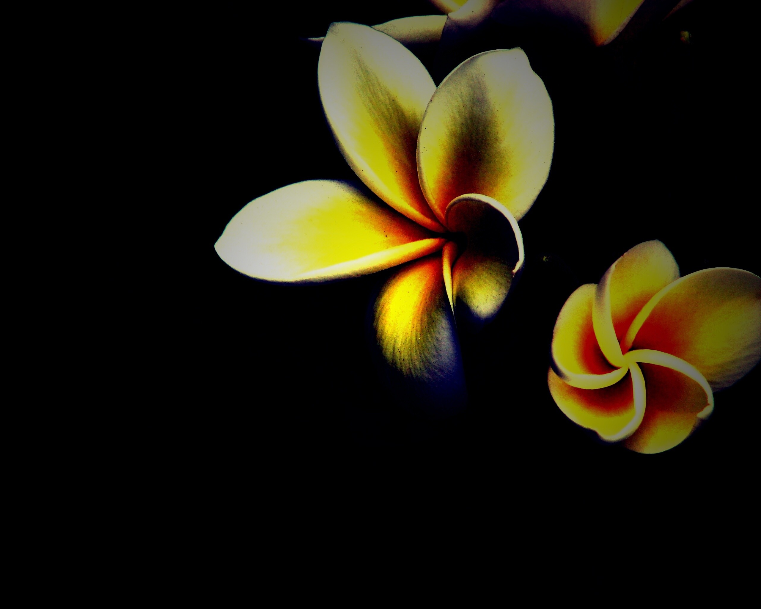 Цветки обои