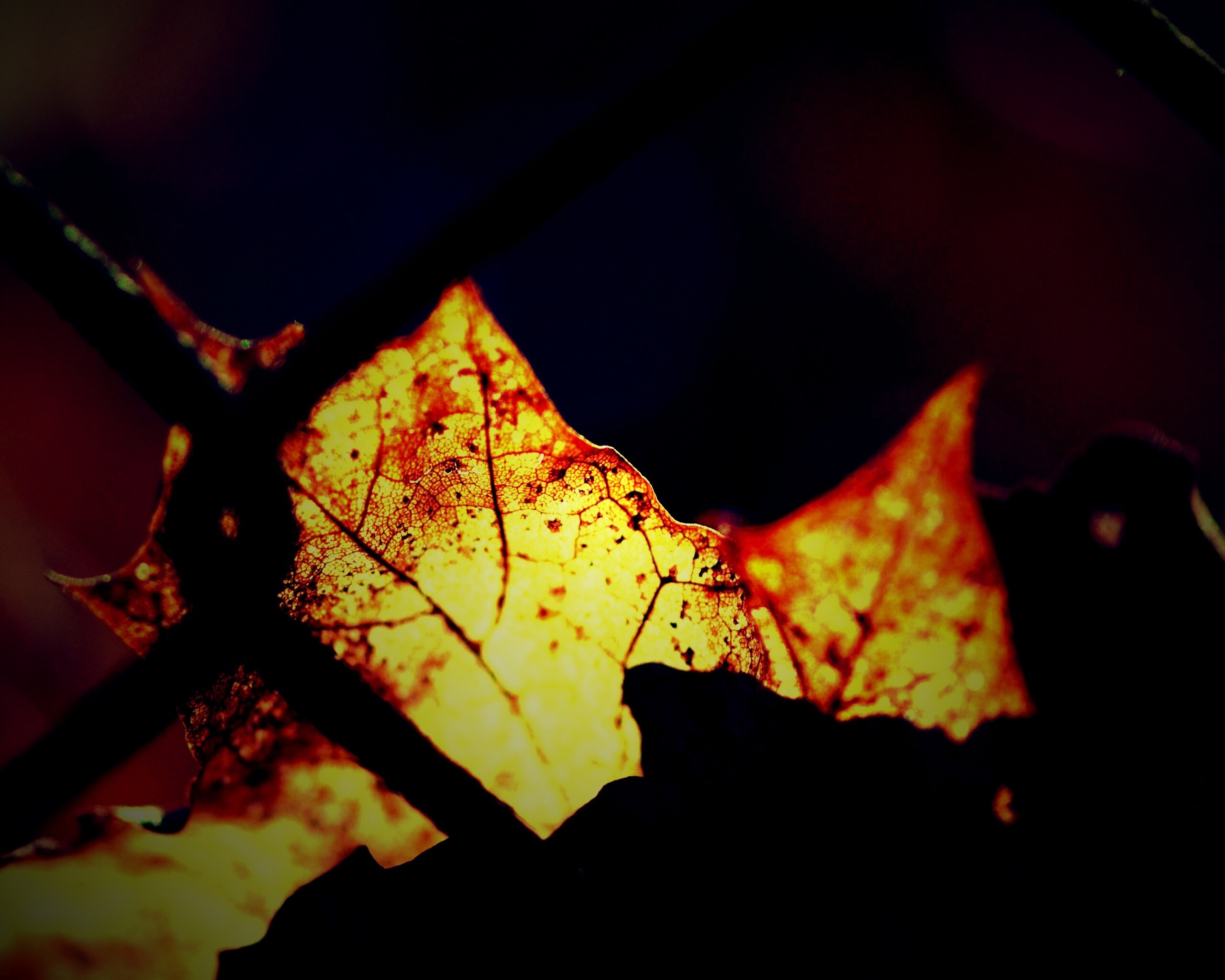 Осенний лист на забором обои