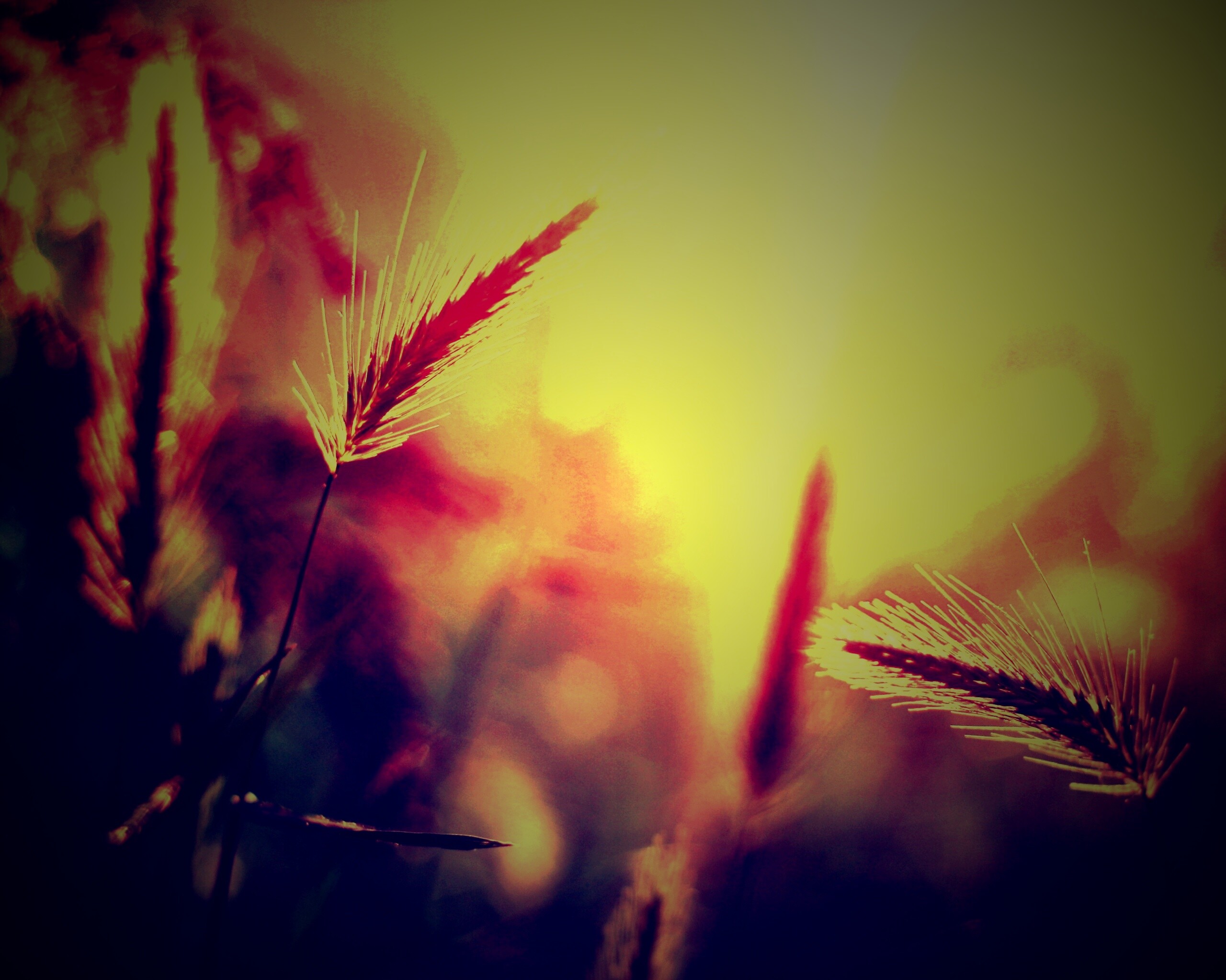 Травинки на солнце обои