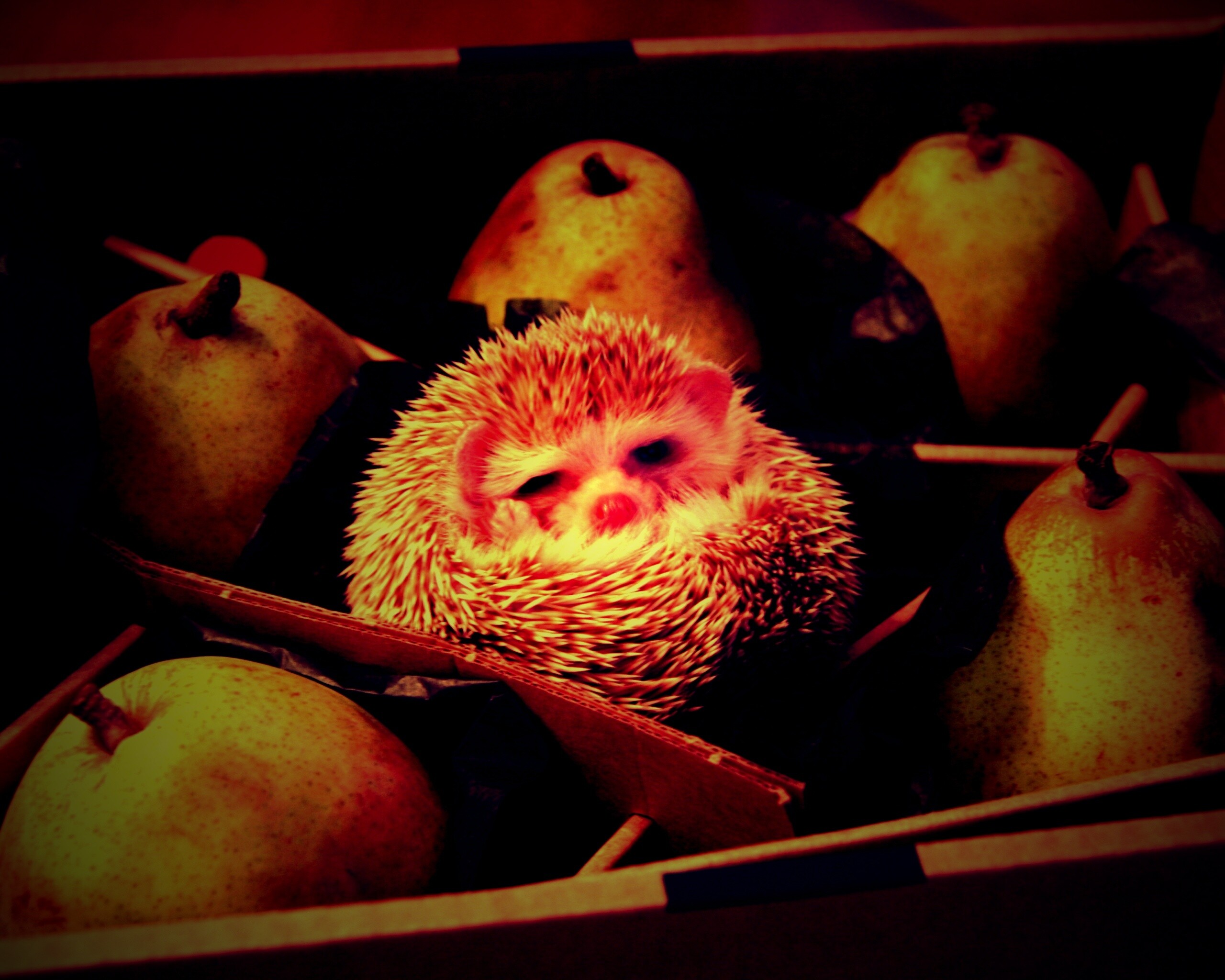 Ёжик в грушах обои