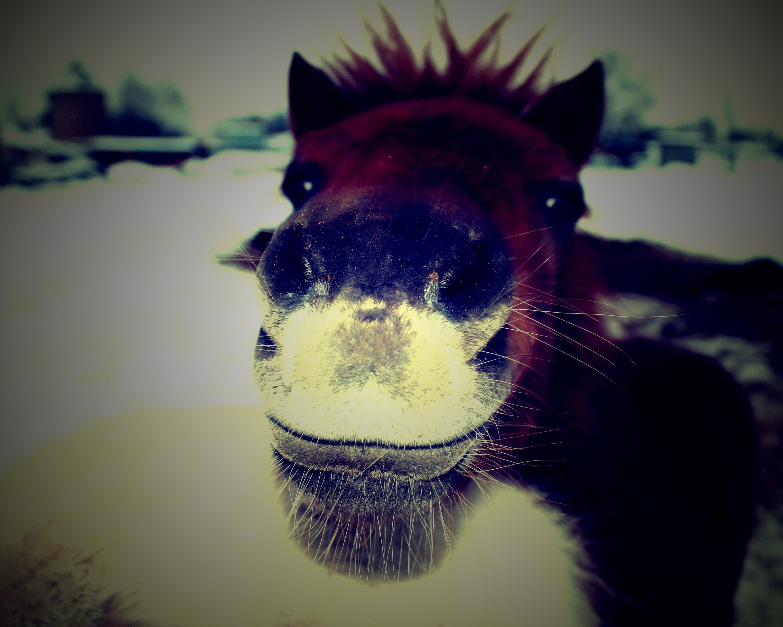 Морда пони обои