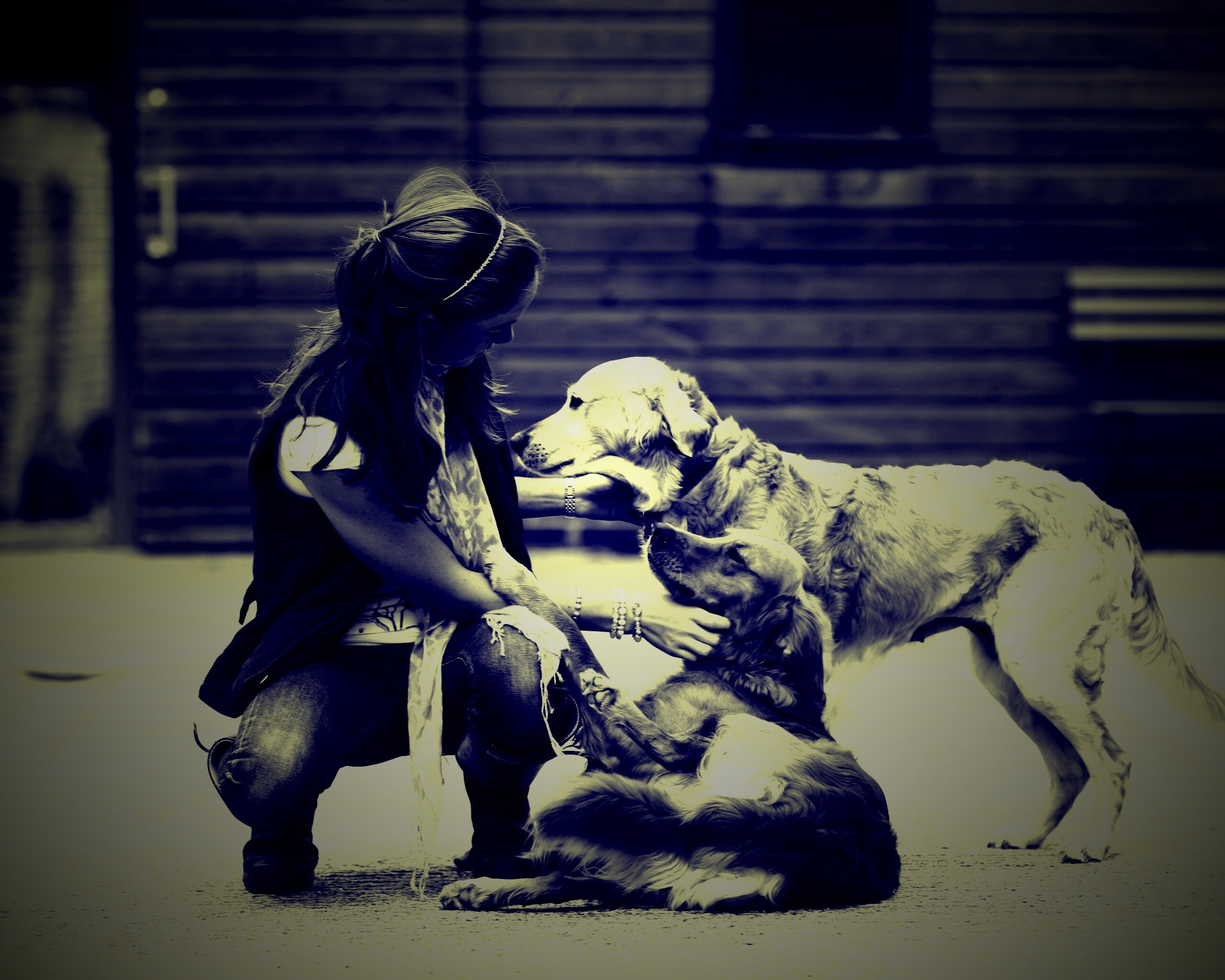 Девушка с собаками обои