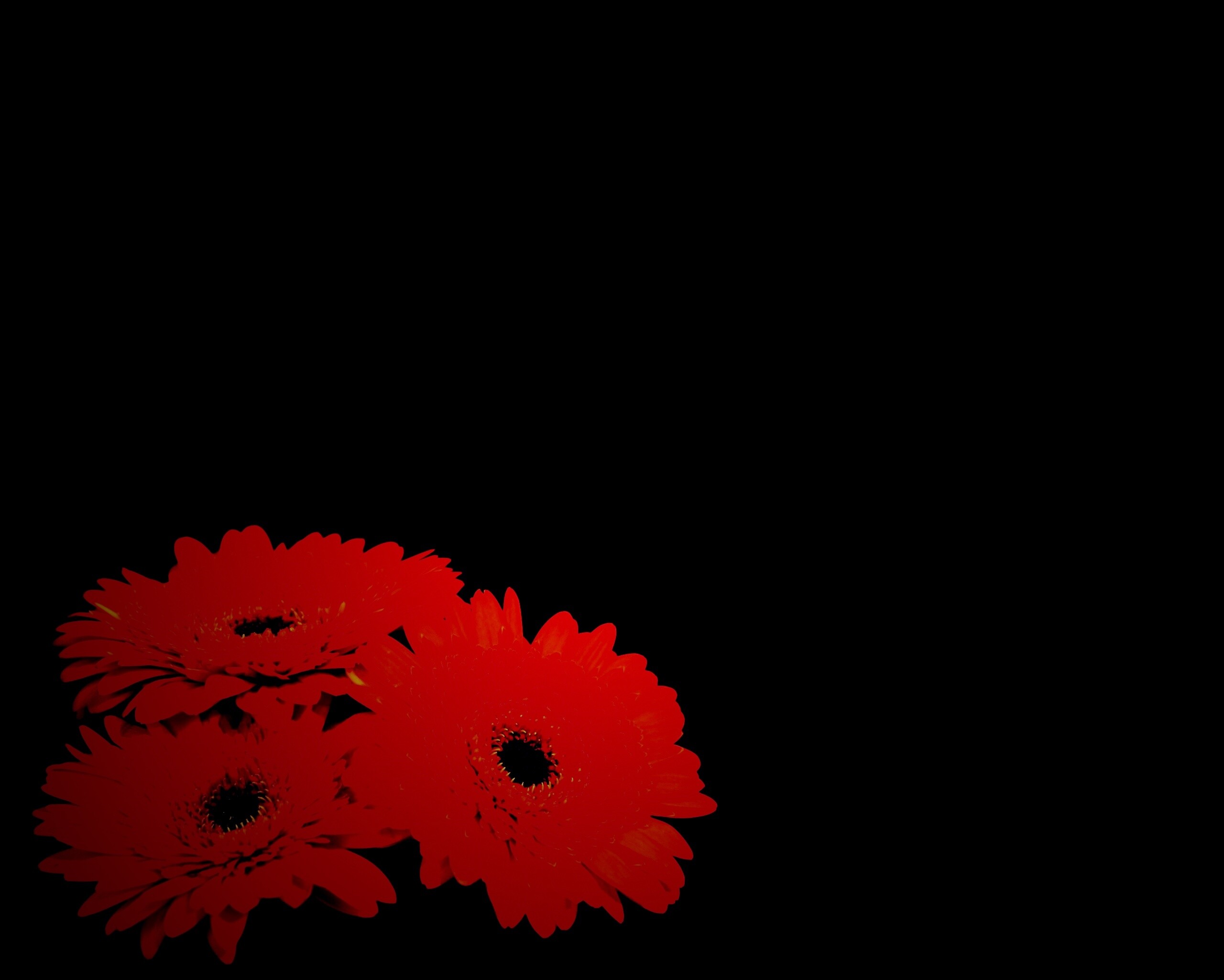 Красные герберы обои