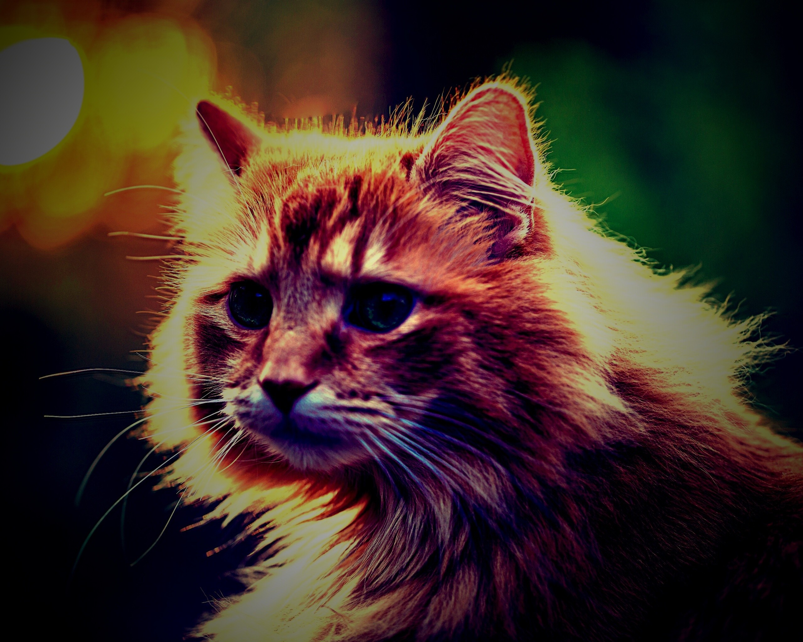 Рыжий кот в лучах солнца обои