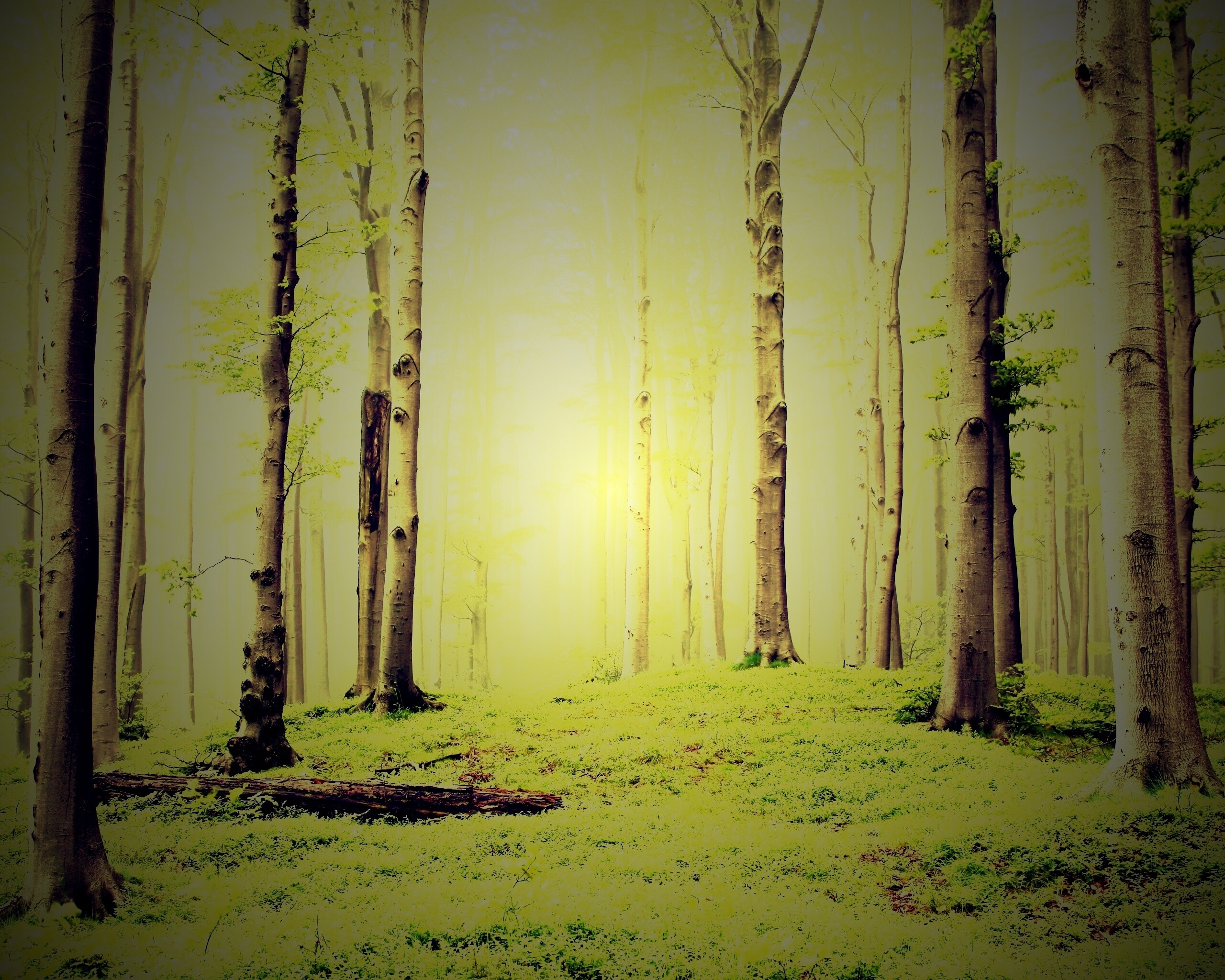 Опушка осинового леса обои